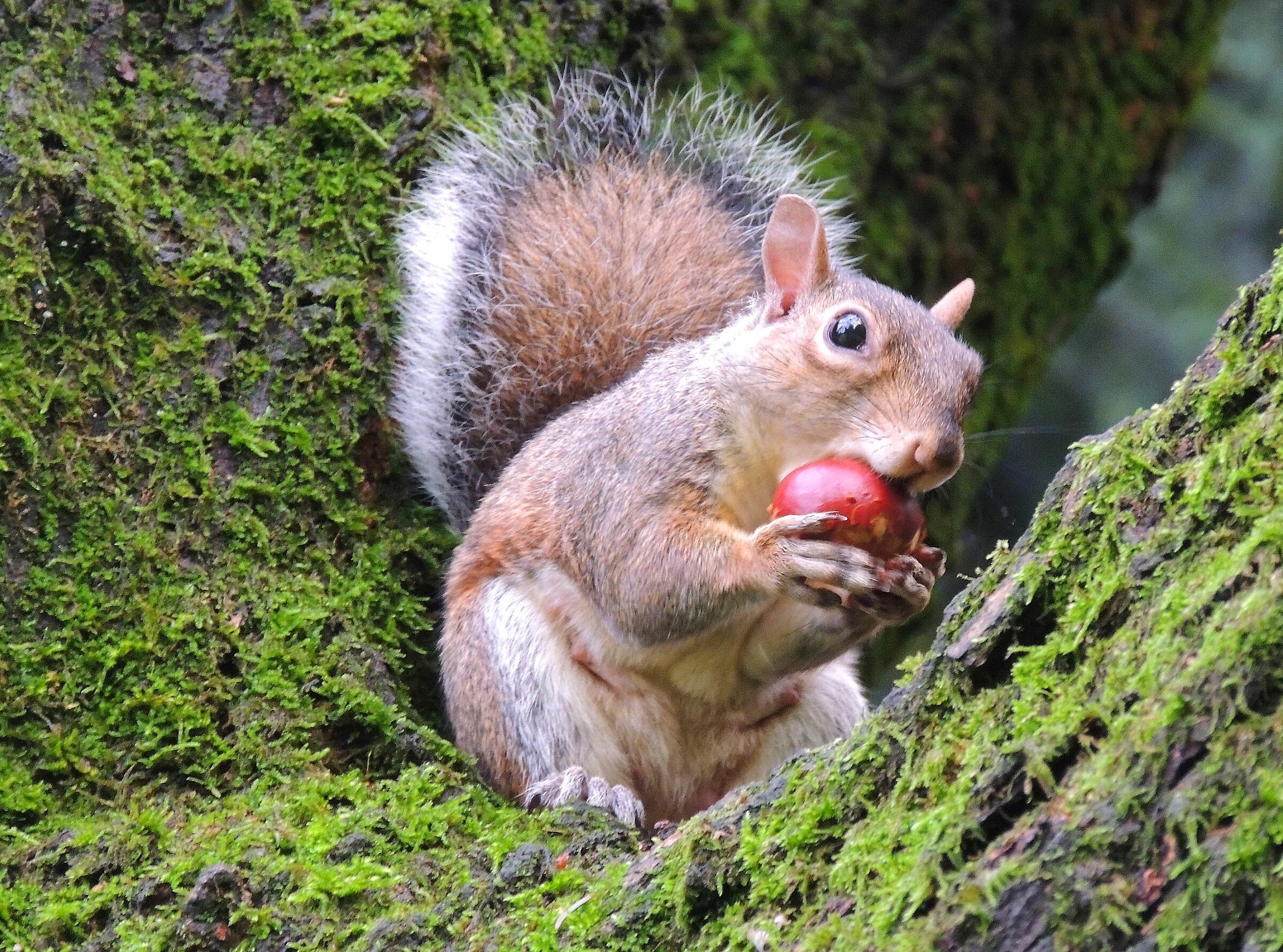 Small guest of the park of the Palace of Monza