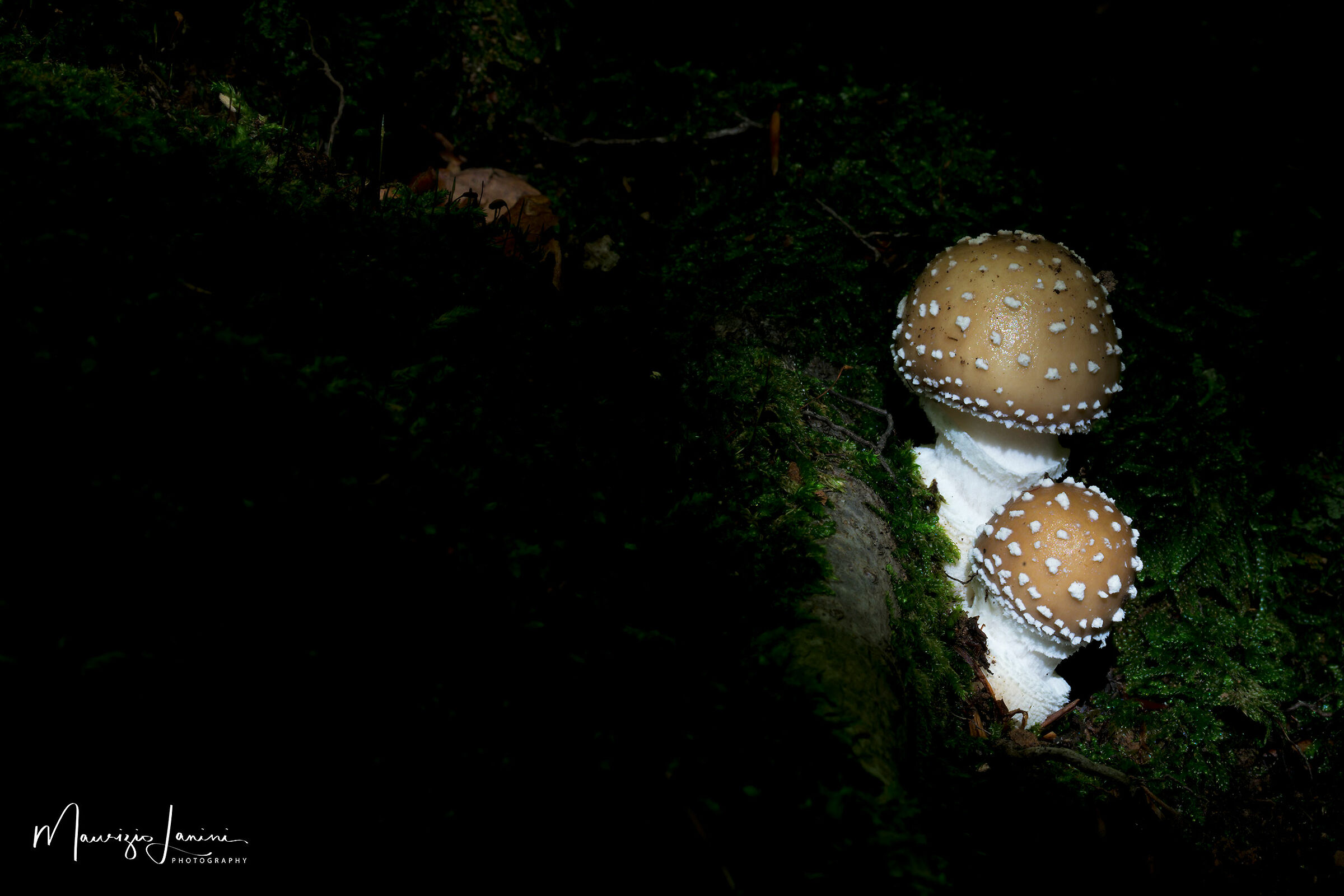 Giocando con la luce nel bosco