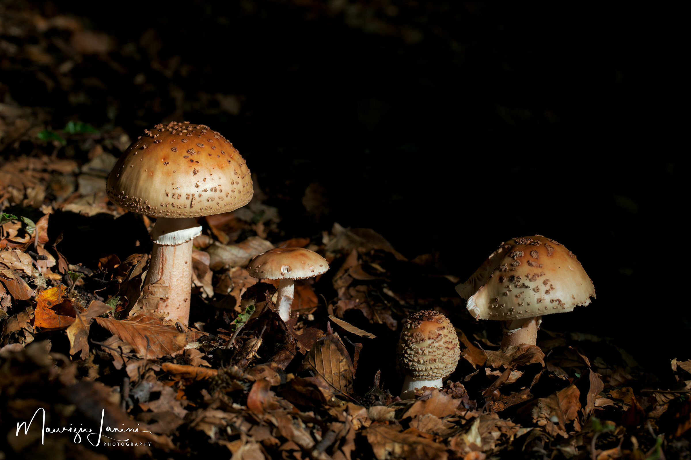 Giocando con la luce nel bosco