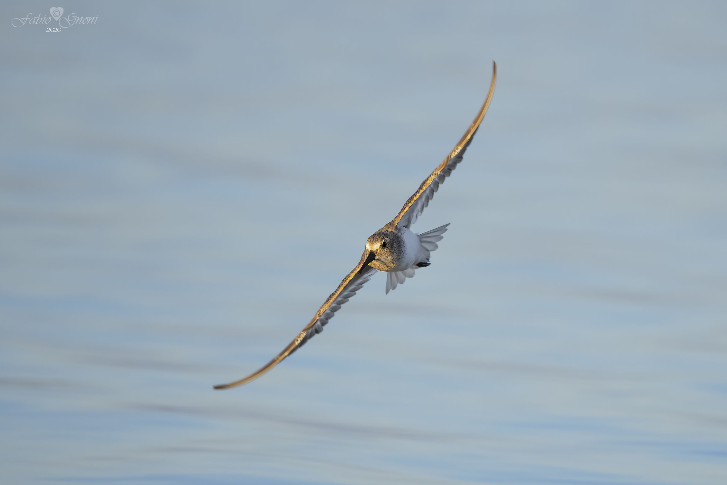 Piovanello pancianera