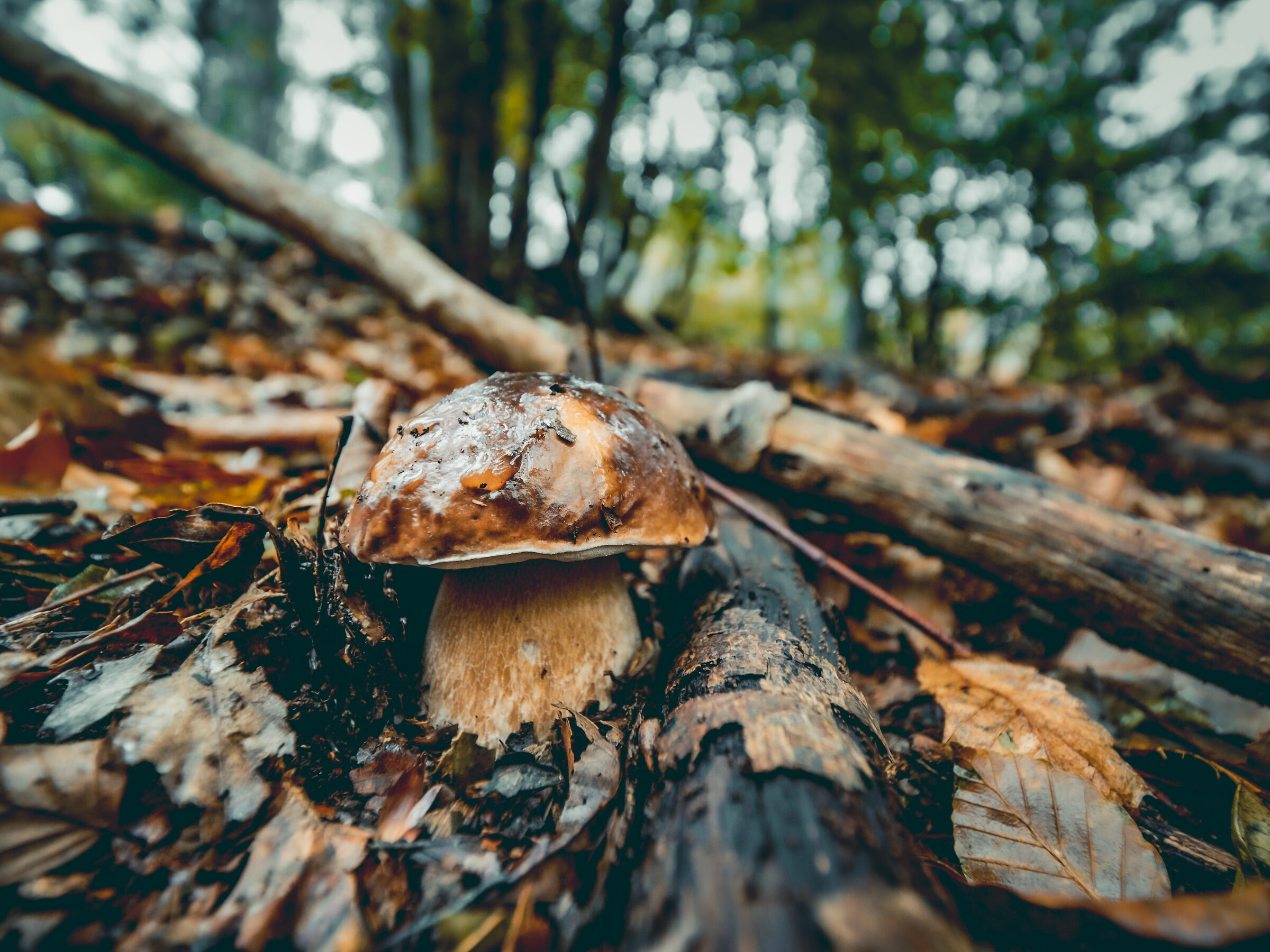 Camouflaged among the colors of the forest