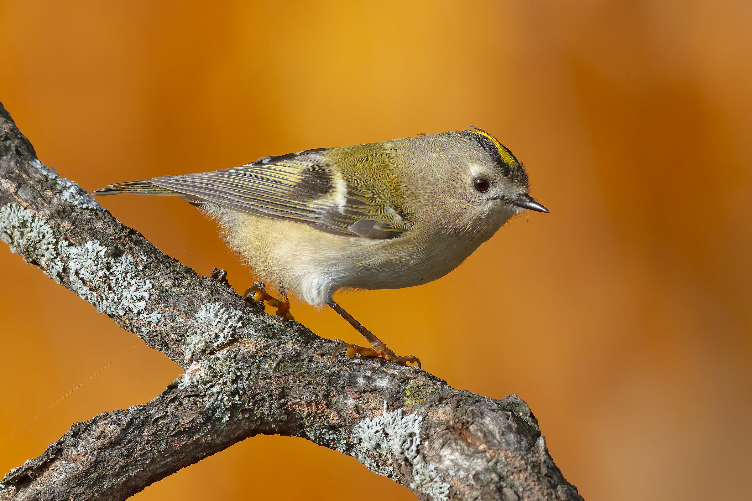 Regolo su sfondo di betulle autunnali