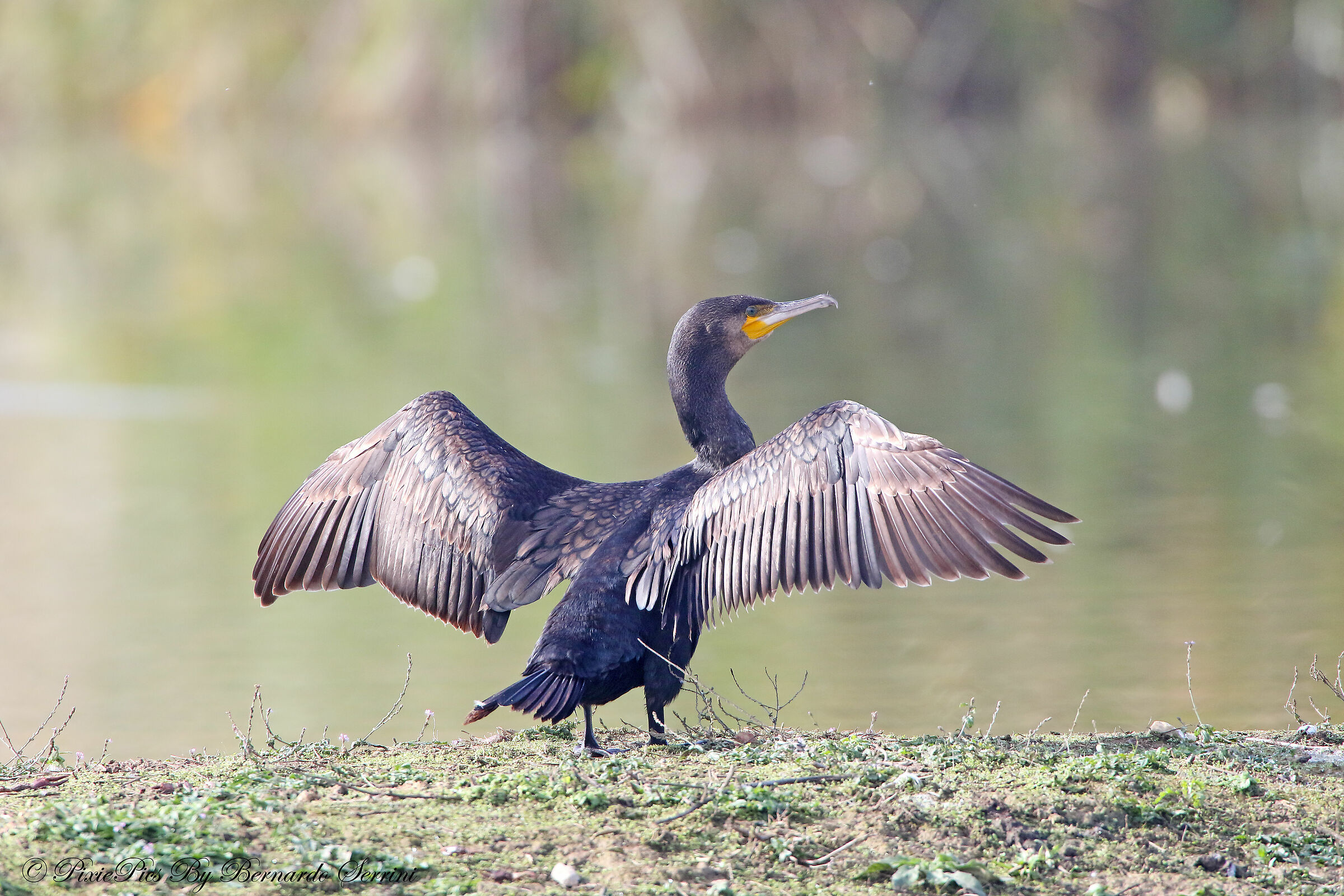 Cormorant
