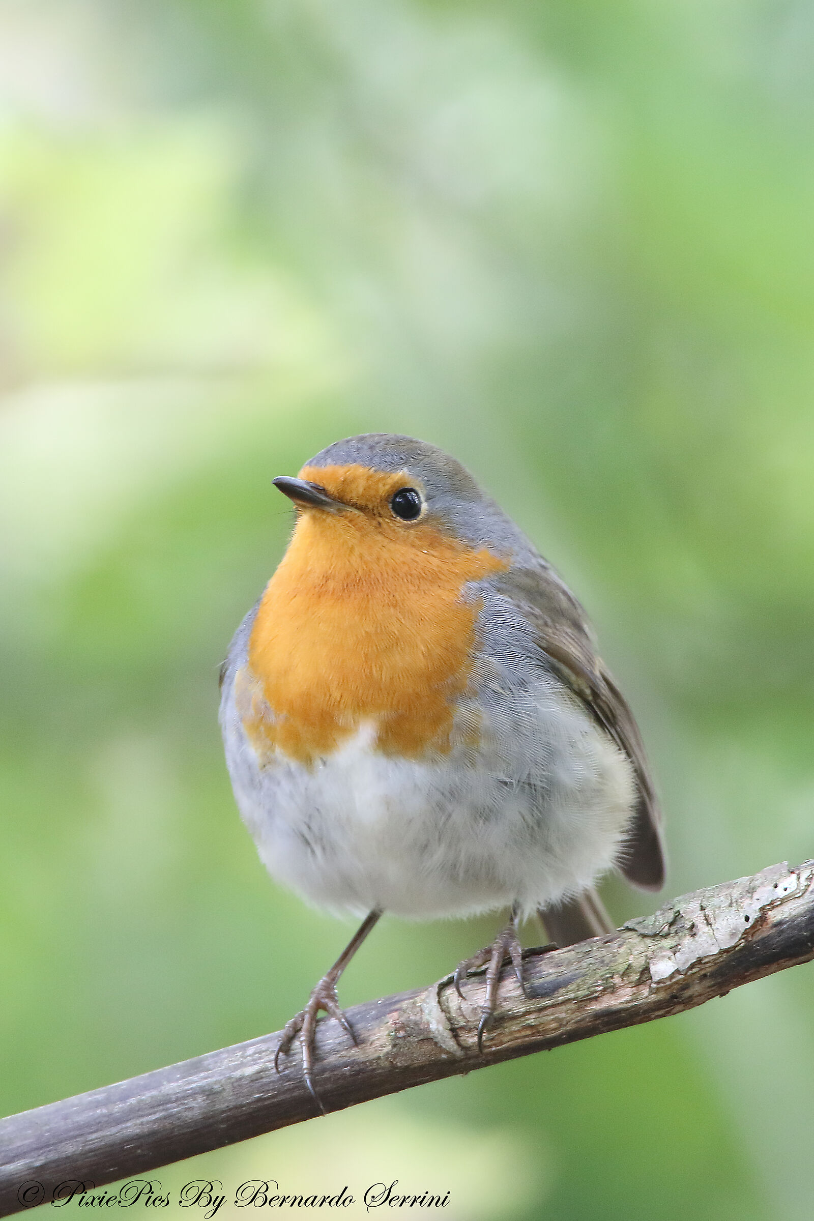 Robin