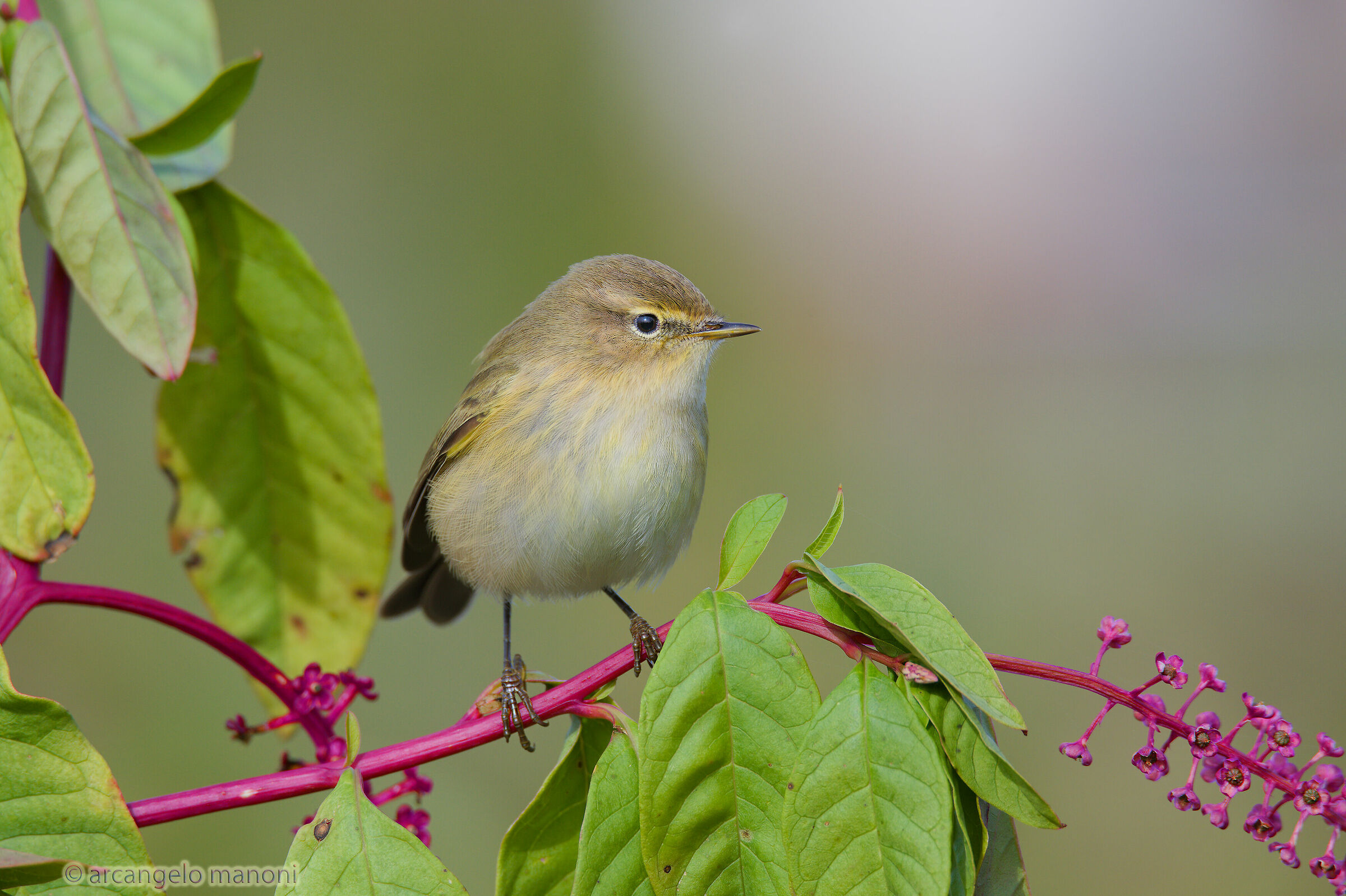 A little paradise for the little luì