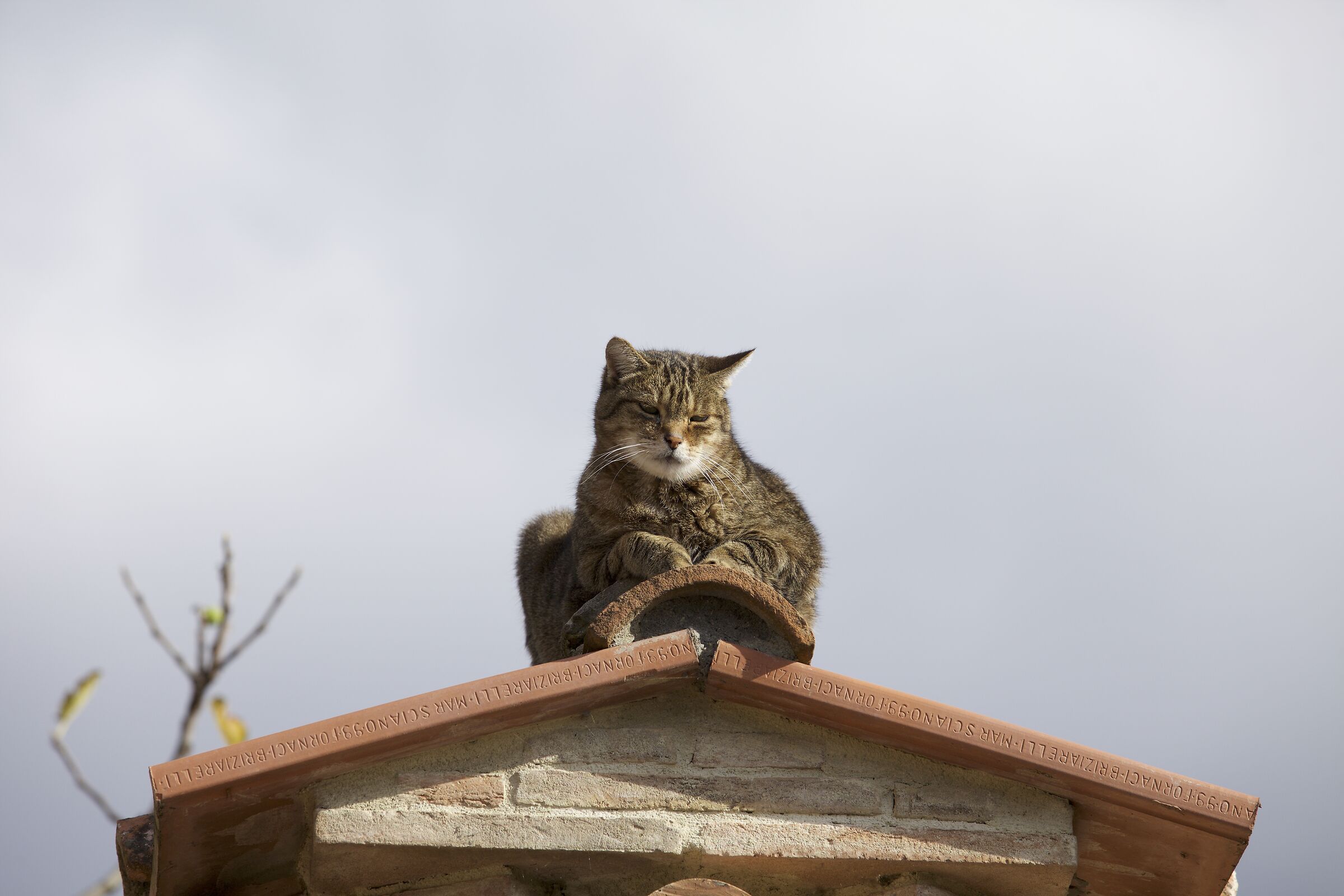 Il gatto Mammone vedetta della casa.