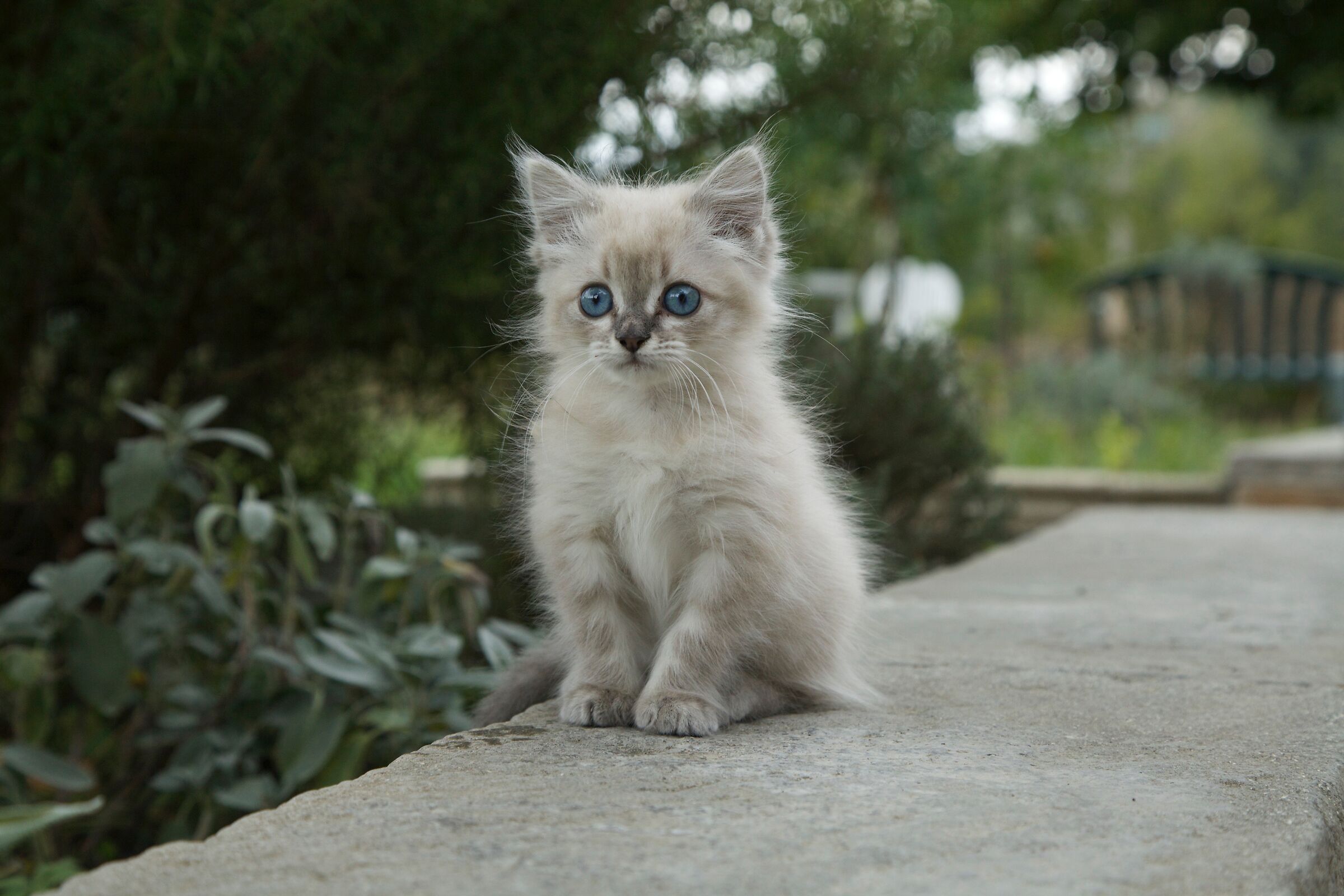 Gattina sull'attenti.