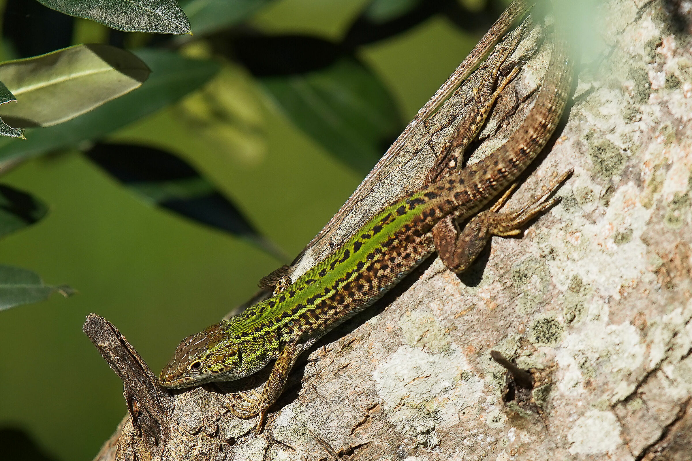 I colori del Salento