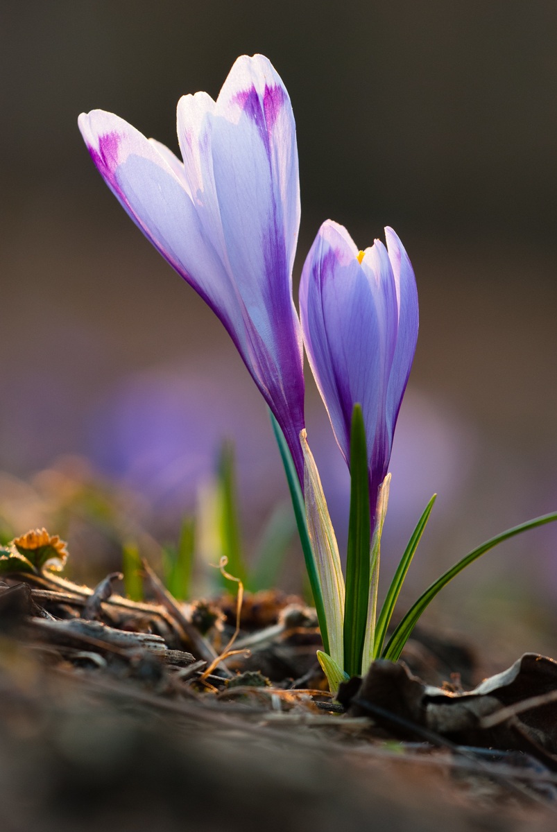 Luci di Primavera - Crocus