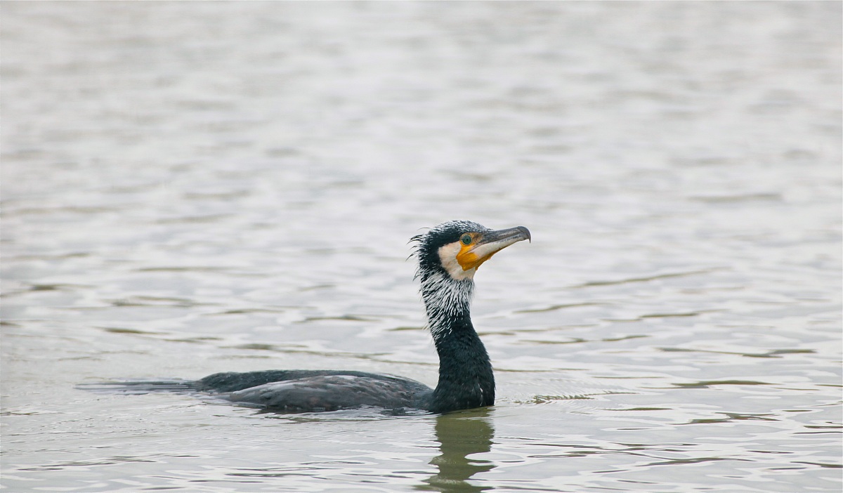 cormorano adulto