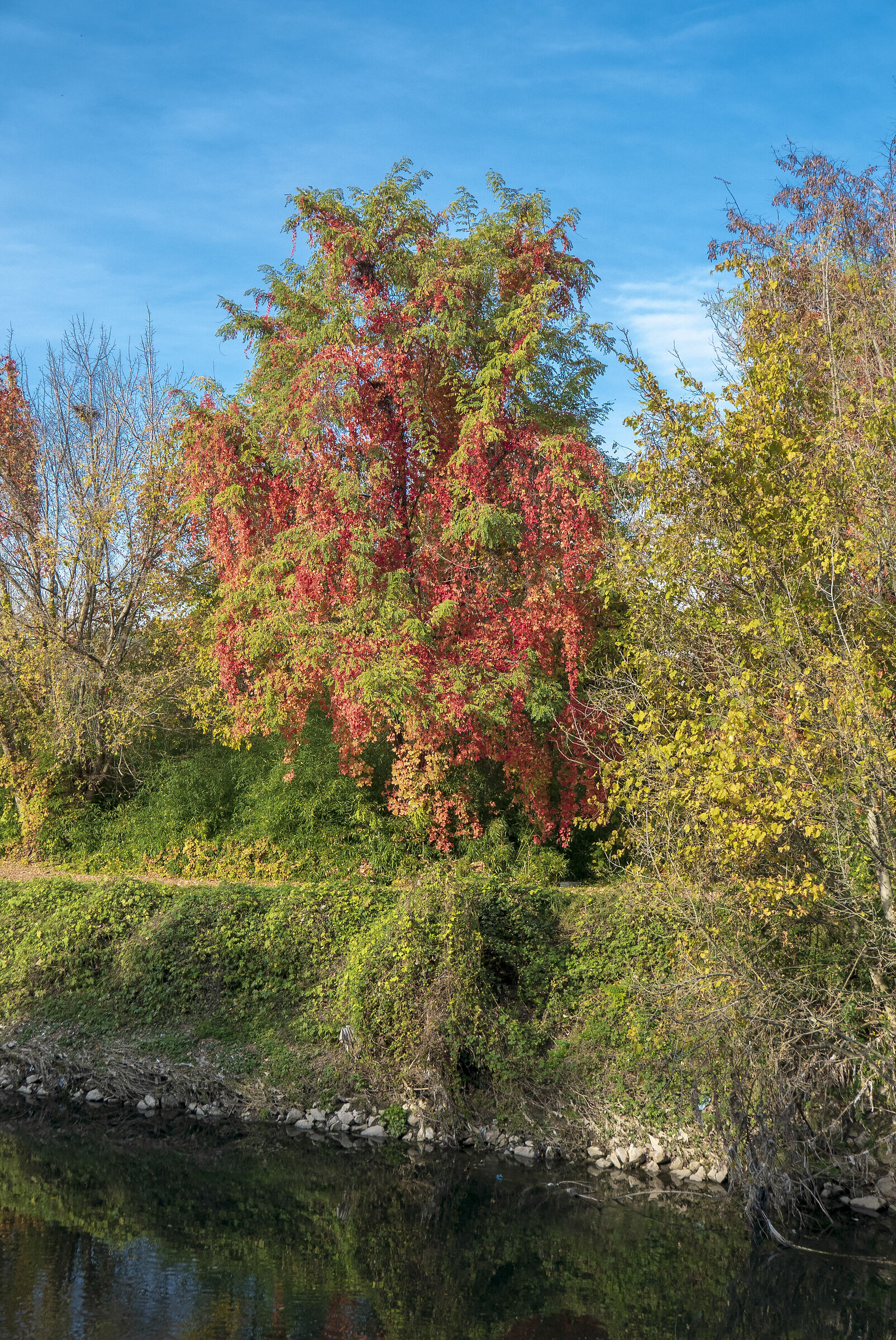 Autunno in rosso