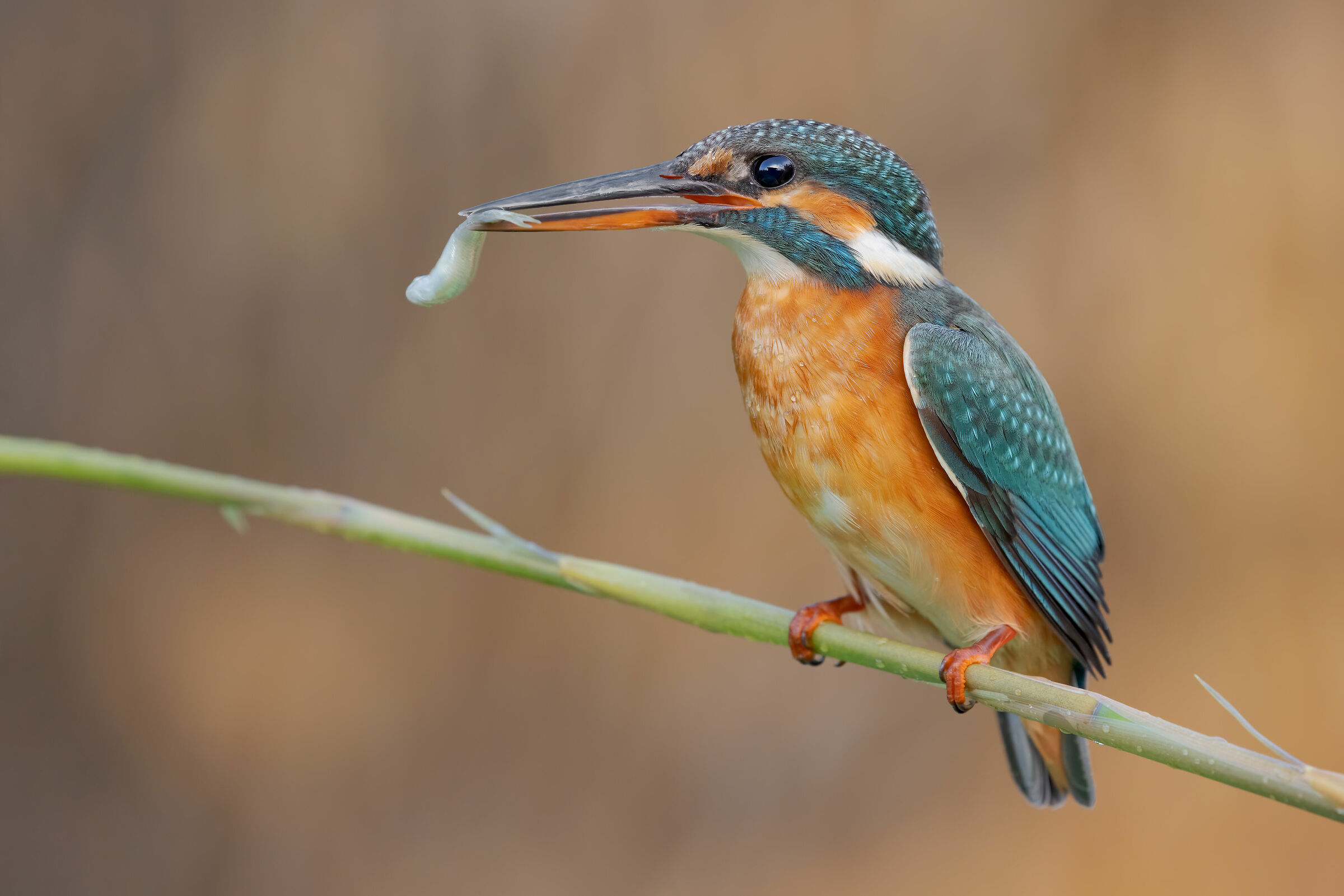 Kingfisher