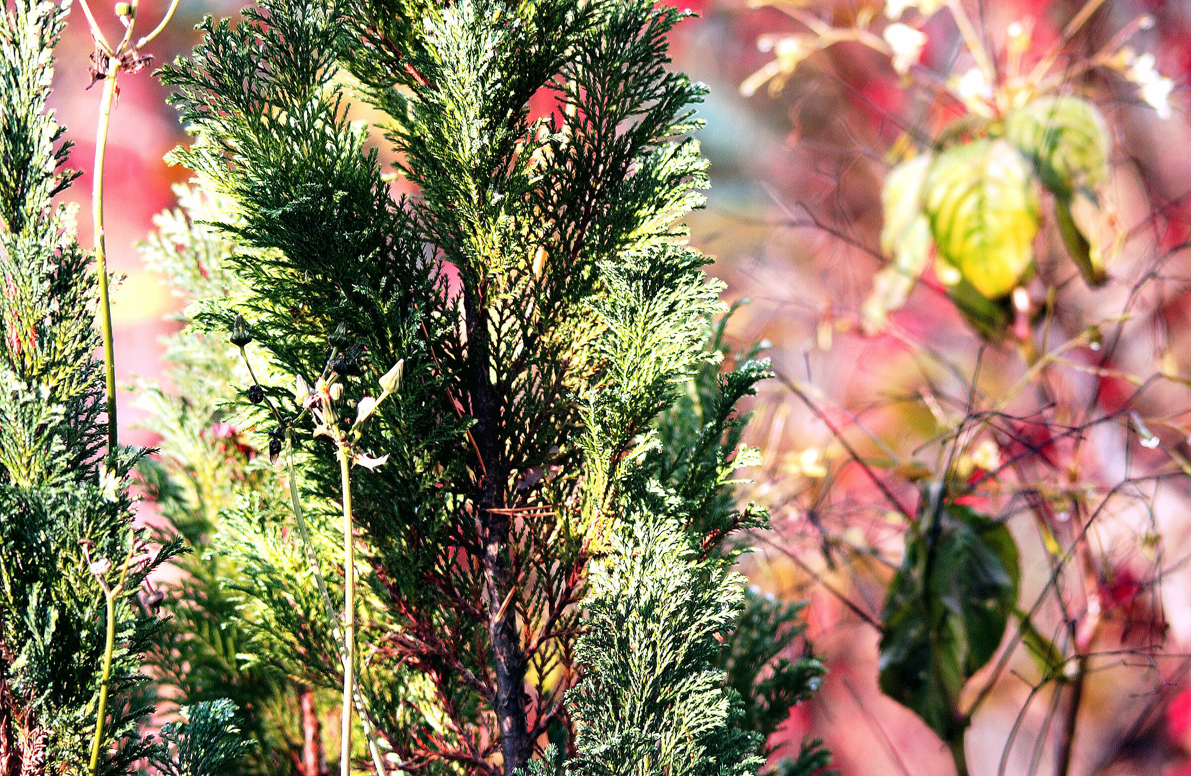 Cypress (New version)