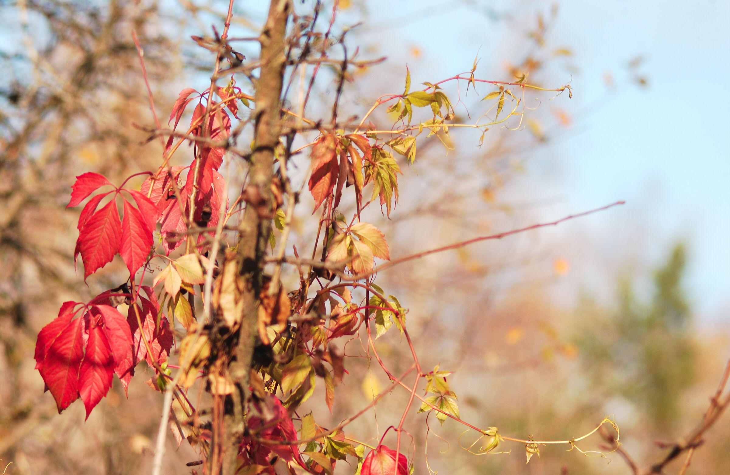 Albero di pera e uva selvatica