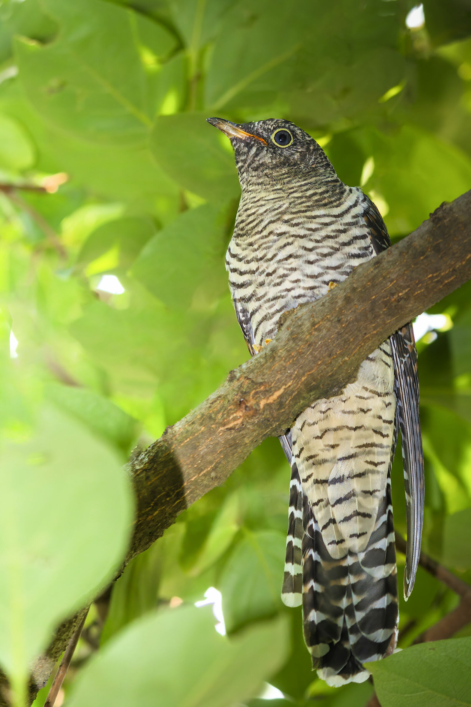 Young Cuckoo