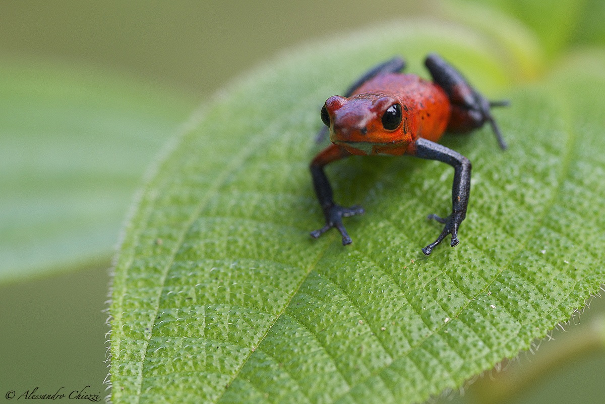 Dendrobates pumilio