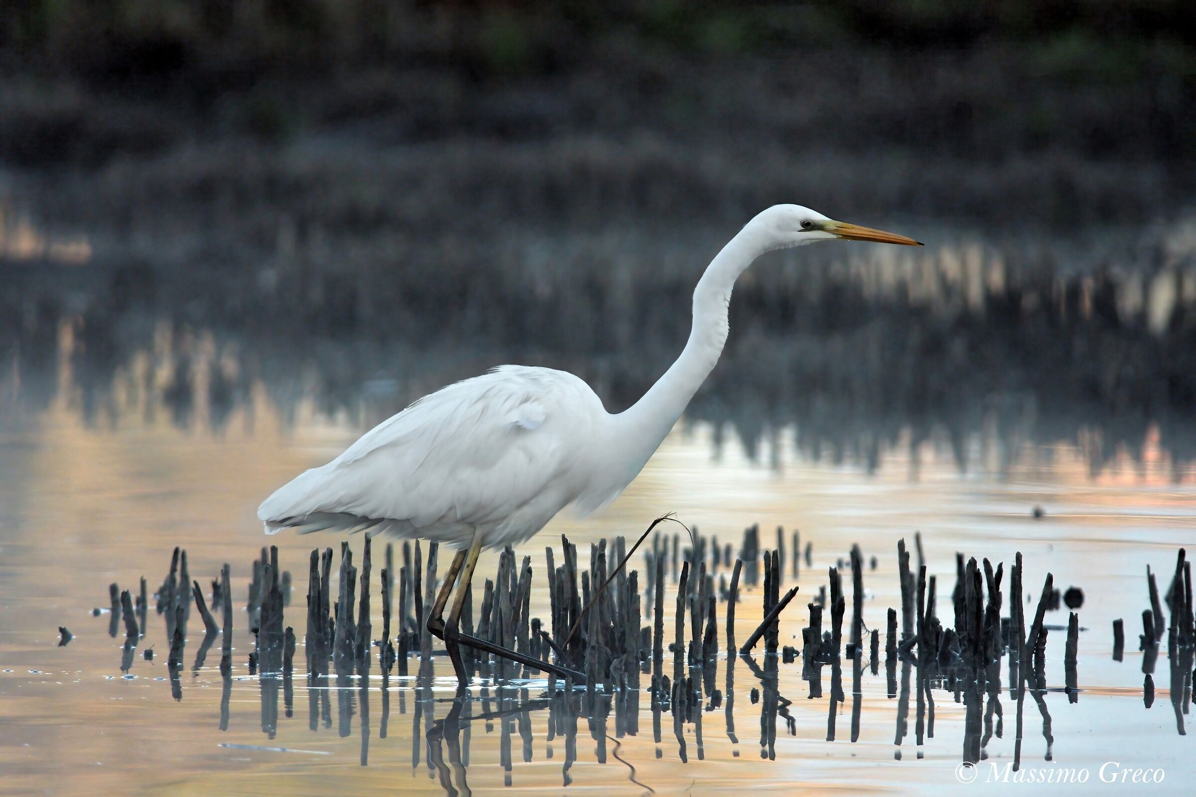 Magic of dawn on Lake Trasimeno - White Heron