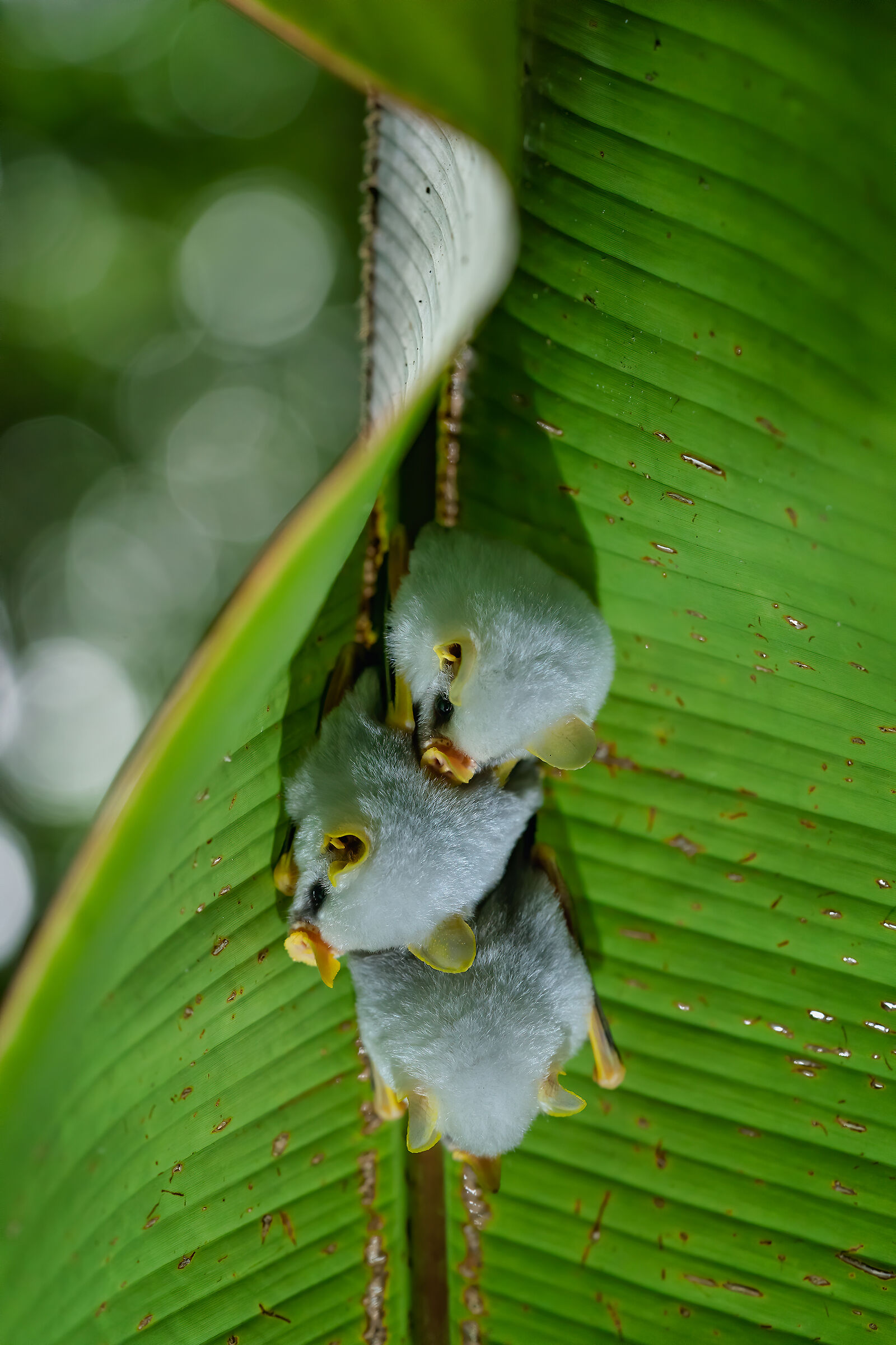 Pipistrelli bianchi dell'Honduras