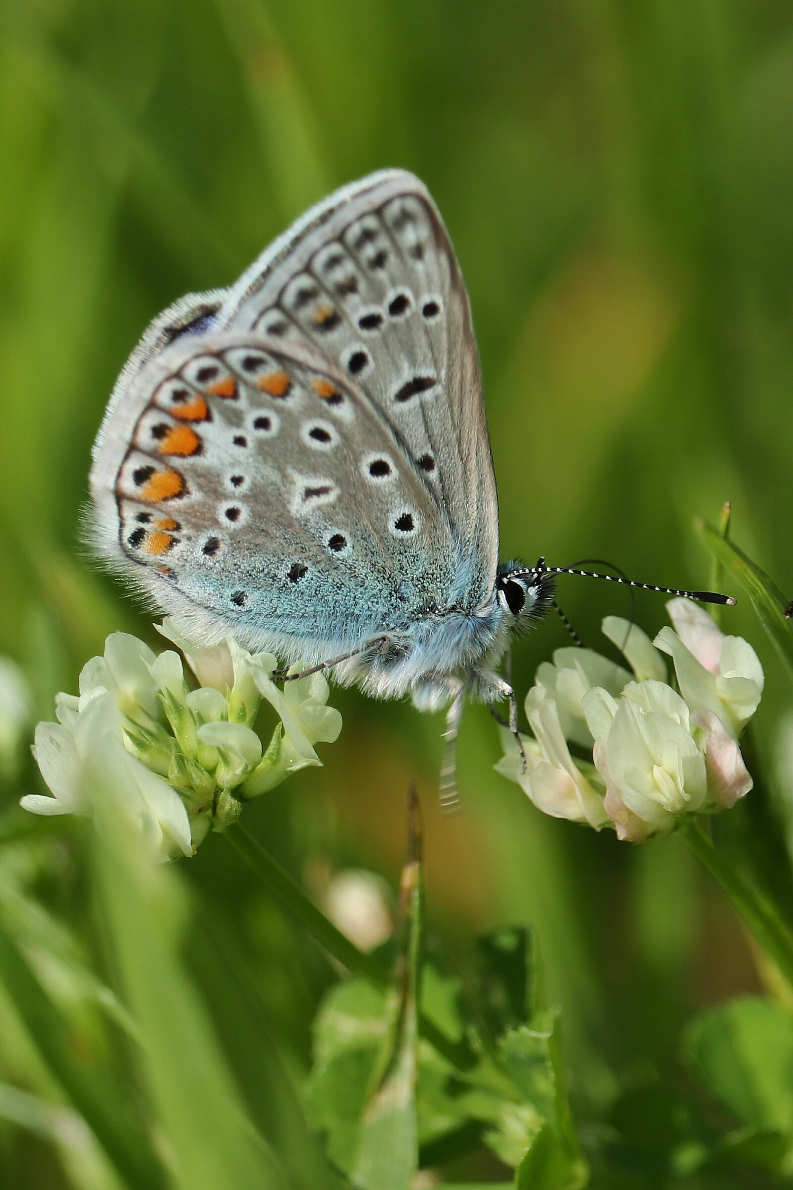 Polyommatus icarus