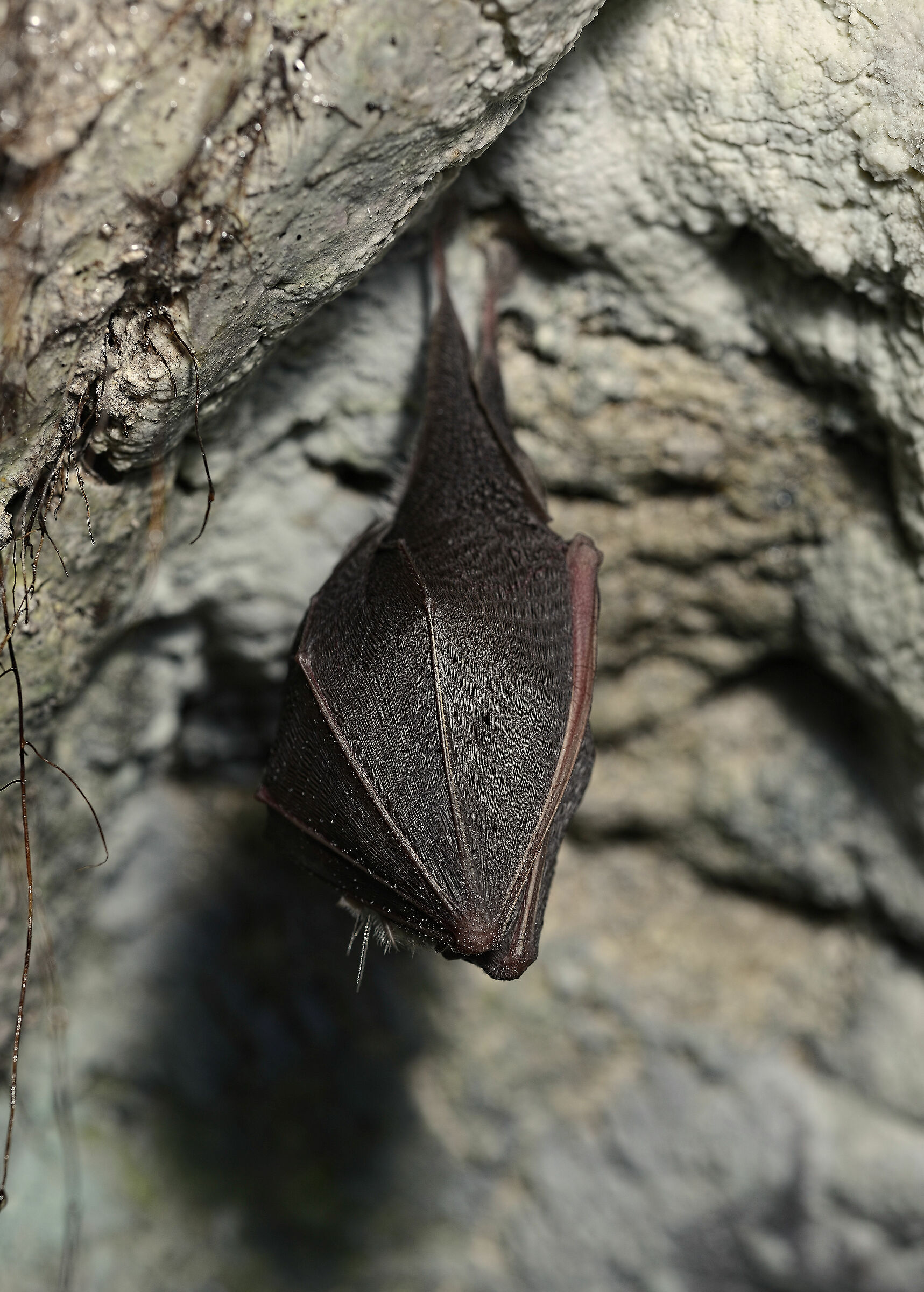 Bat