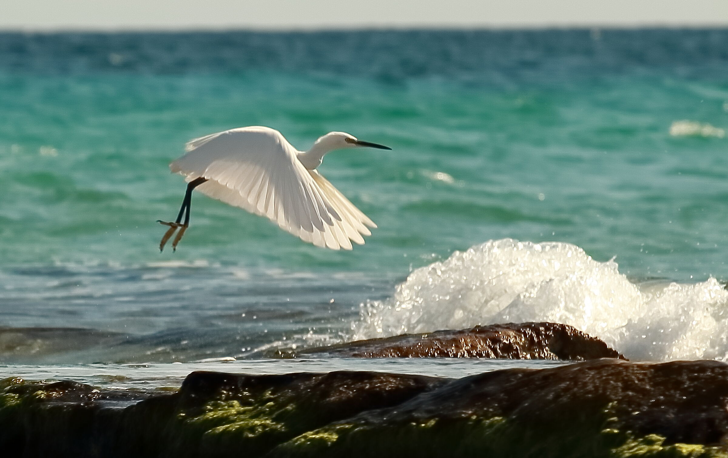 Major White Heron in flight!