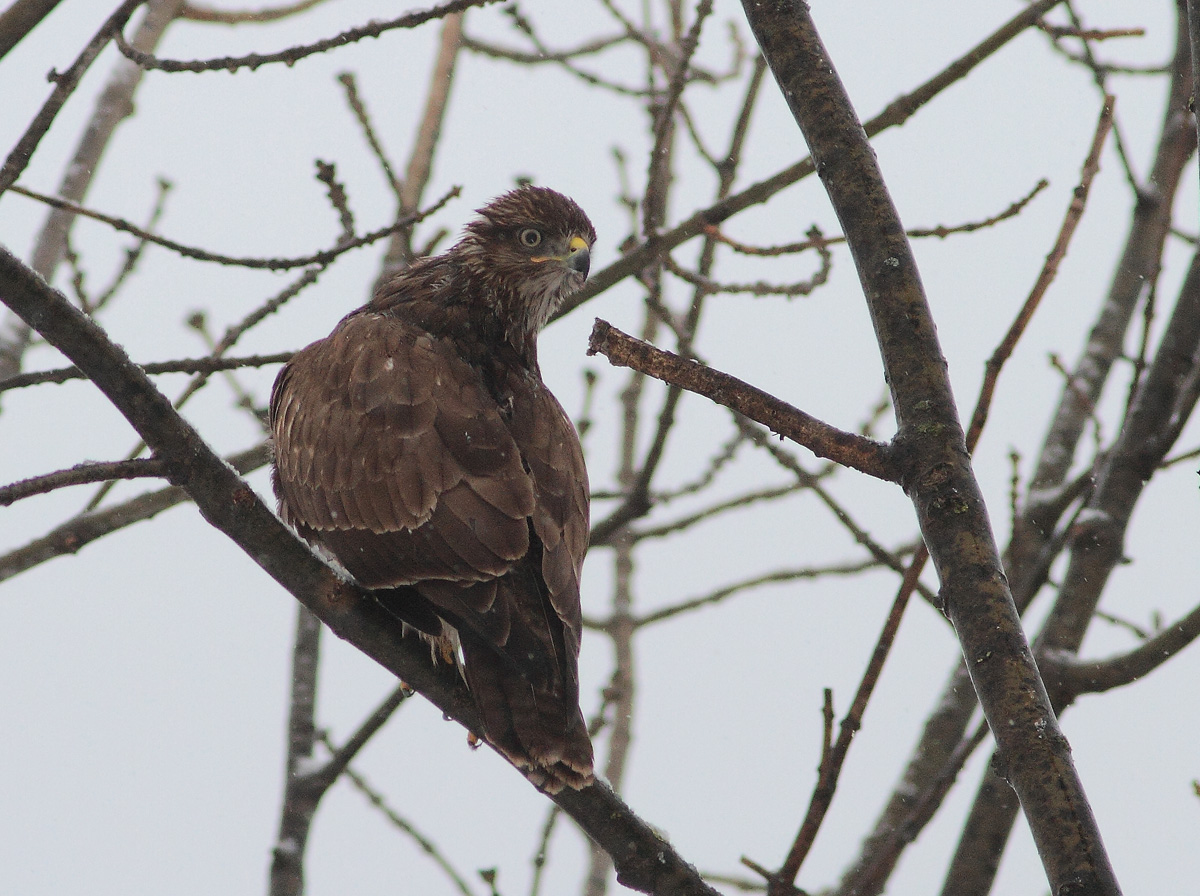 Buzzard
