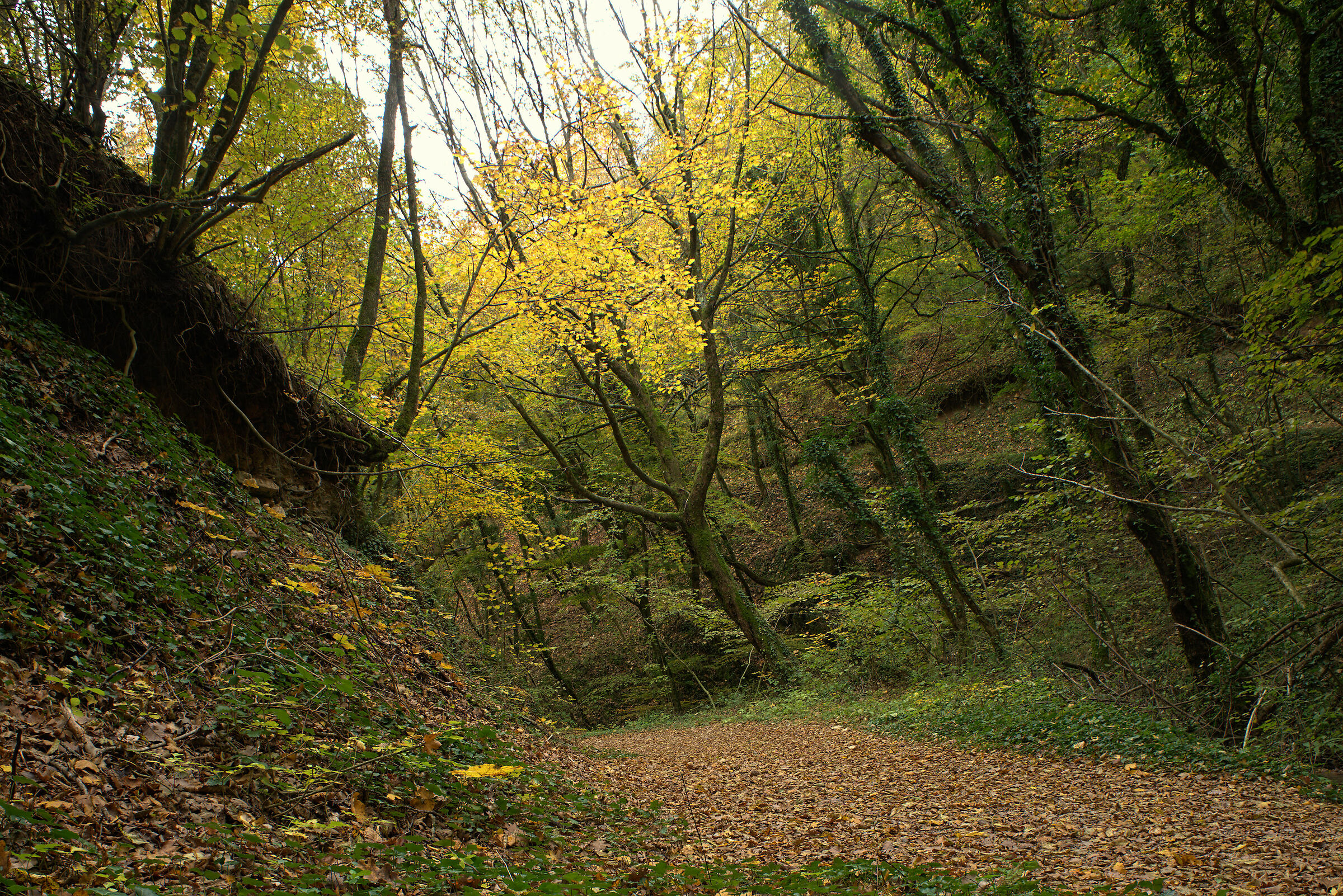 Foliage to Fabriano