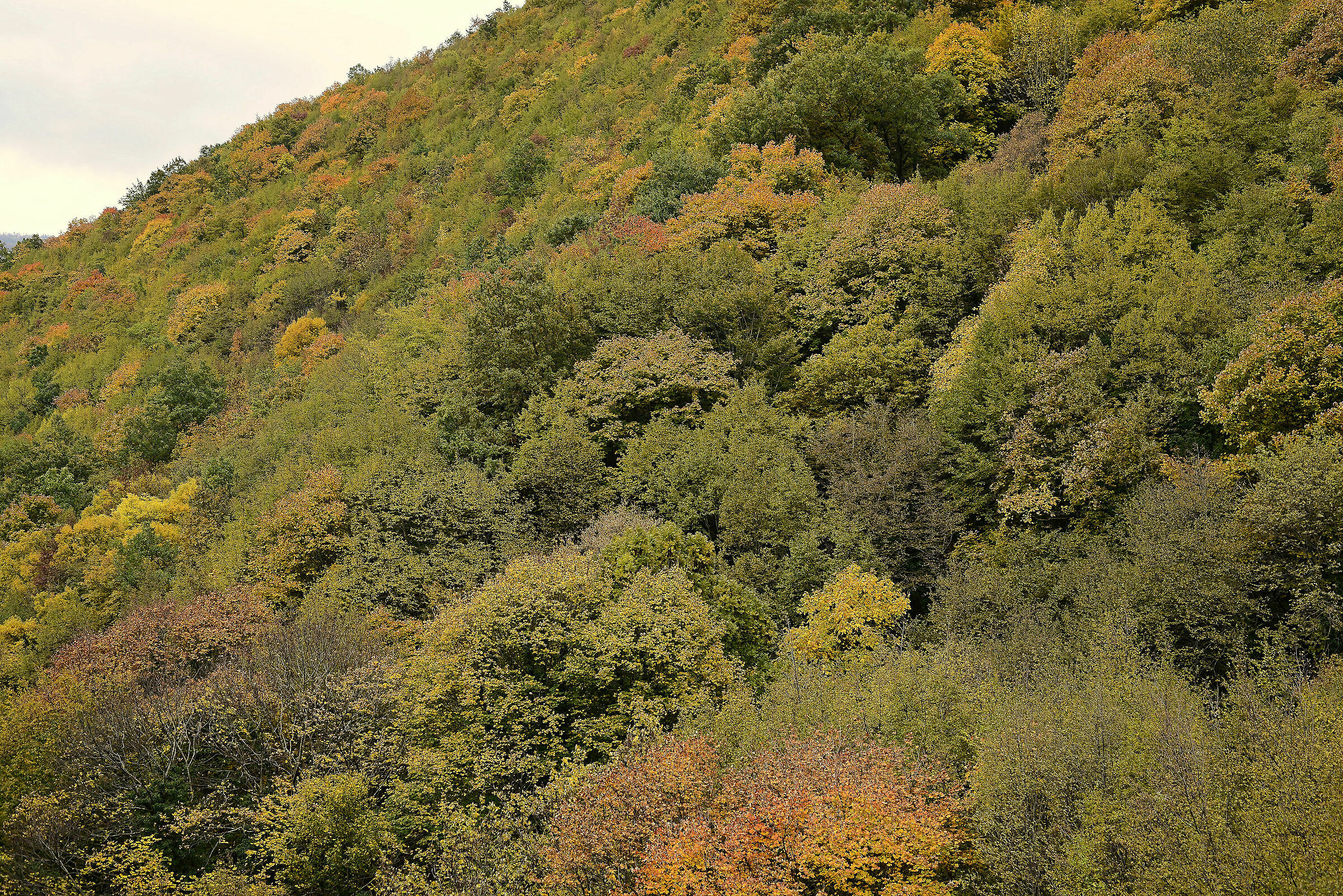 Foliage to Fabriano
