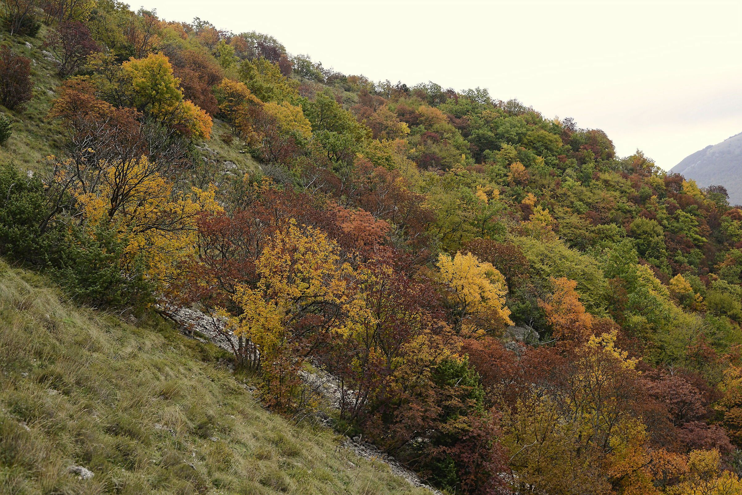 Foliage to Fabriano