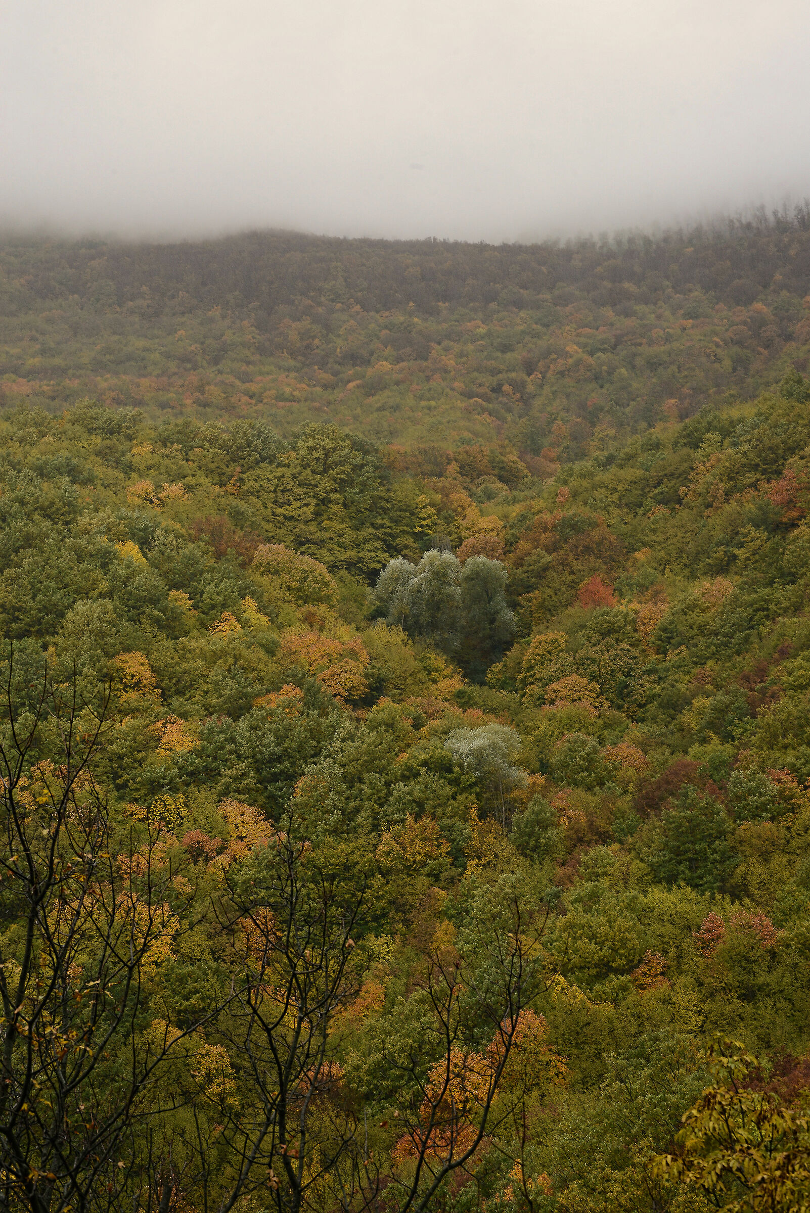 Foliage to Fabriano