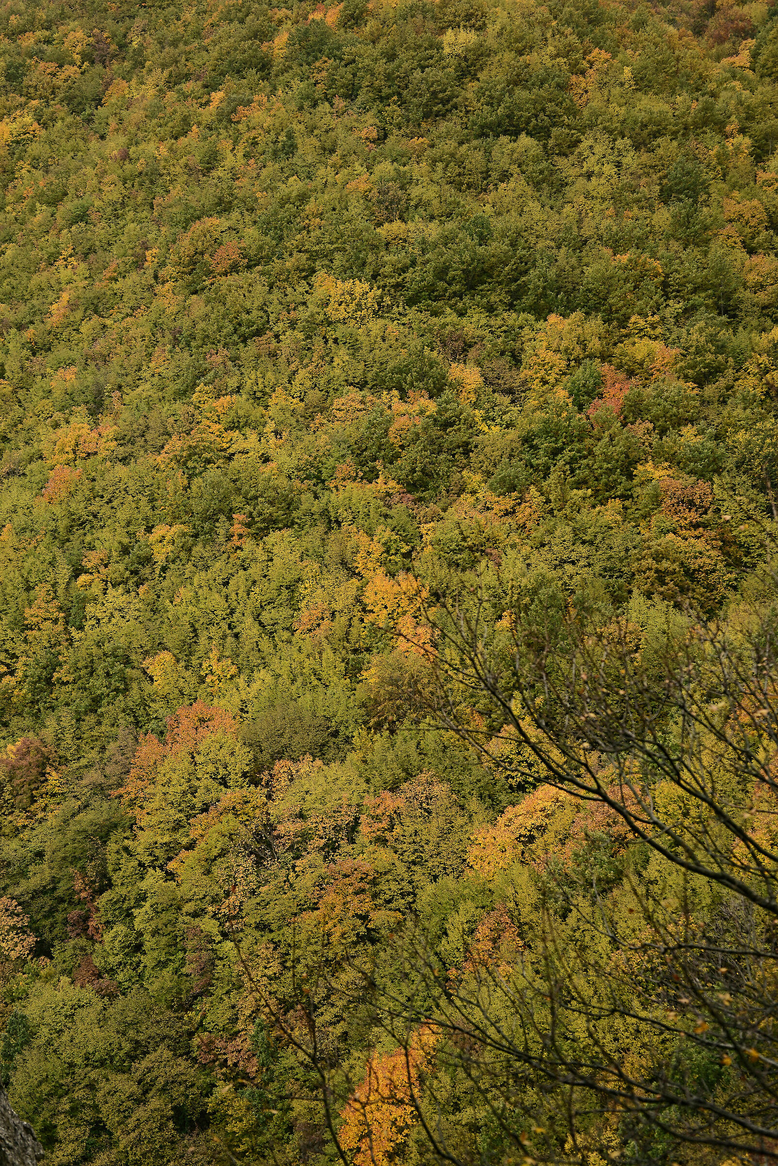 Foliage to Fabriano