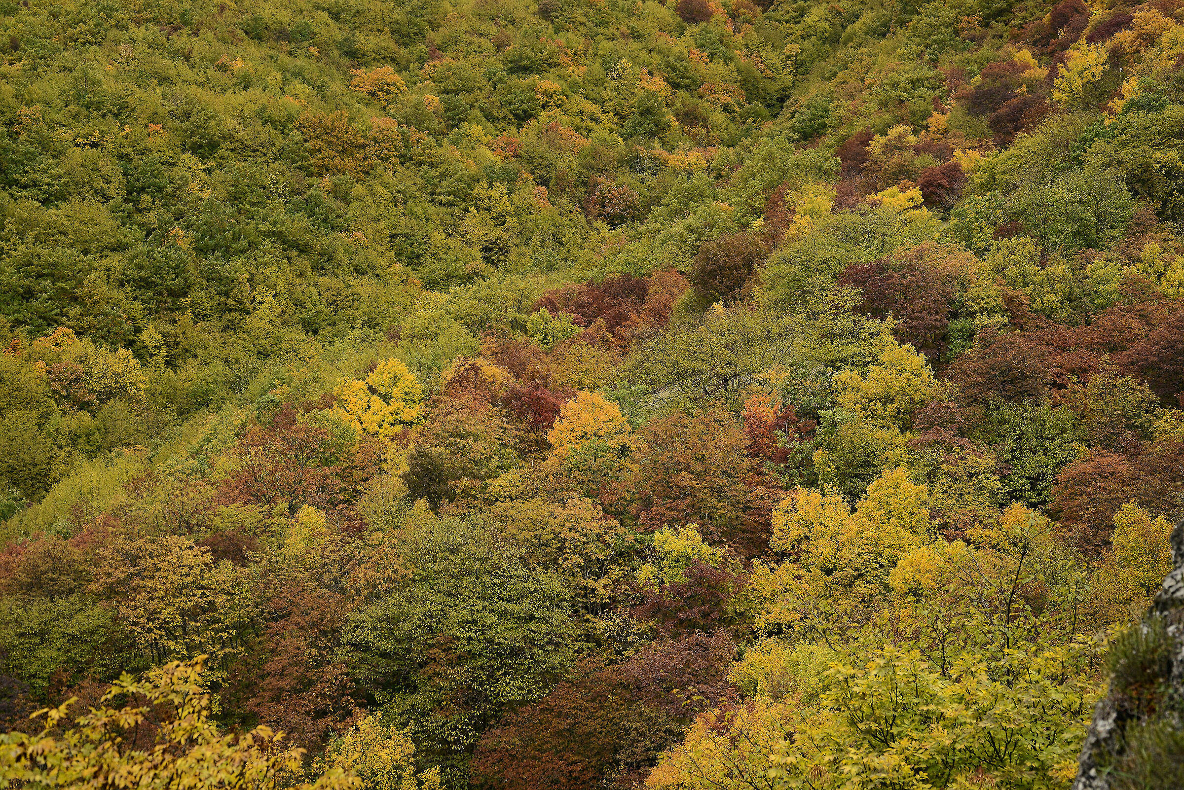 Foliage to Fabriano