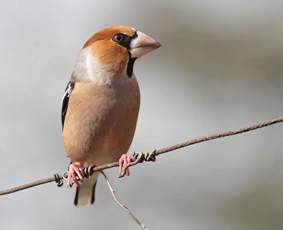 Hawfinch