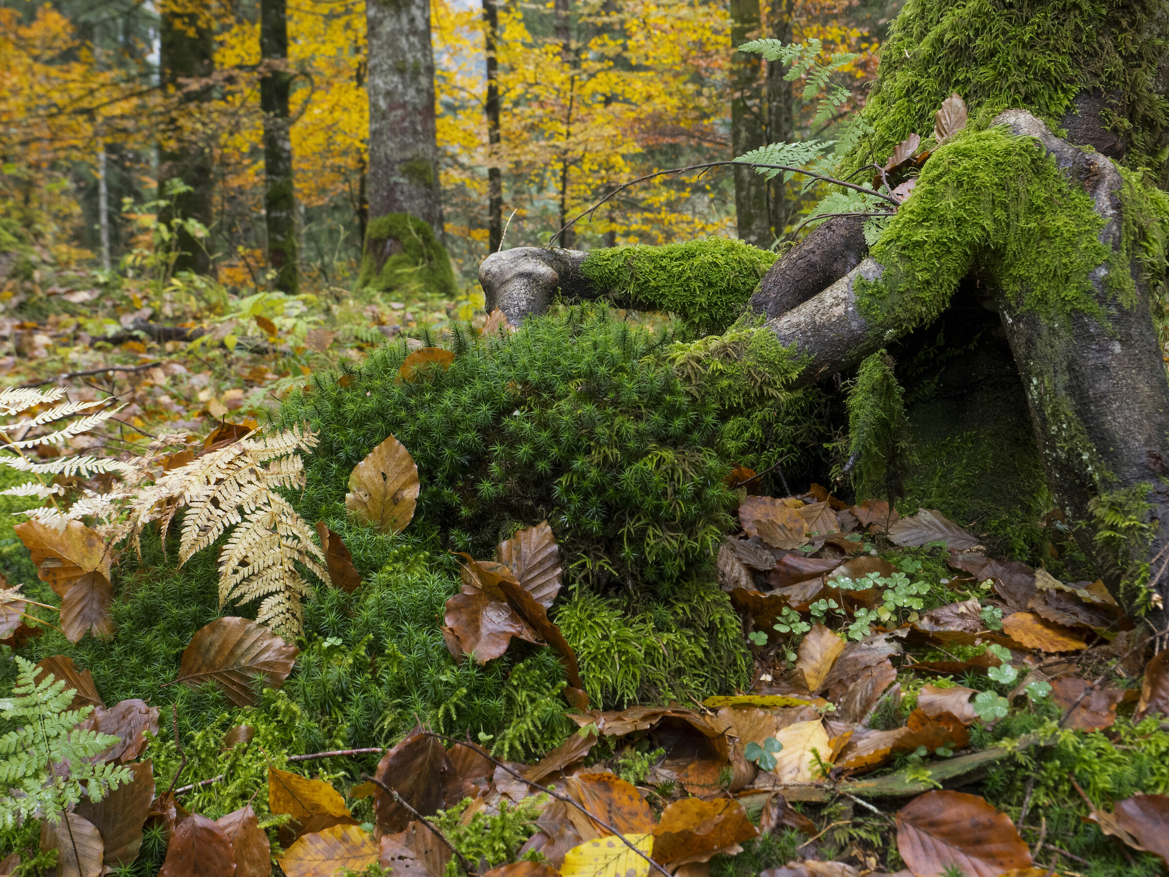 forme e colori d'autunno