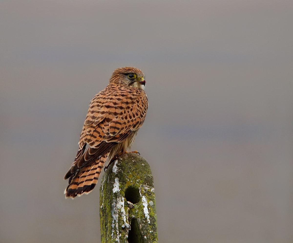 Waiting for another prey.