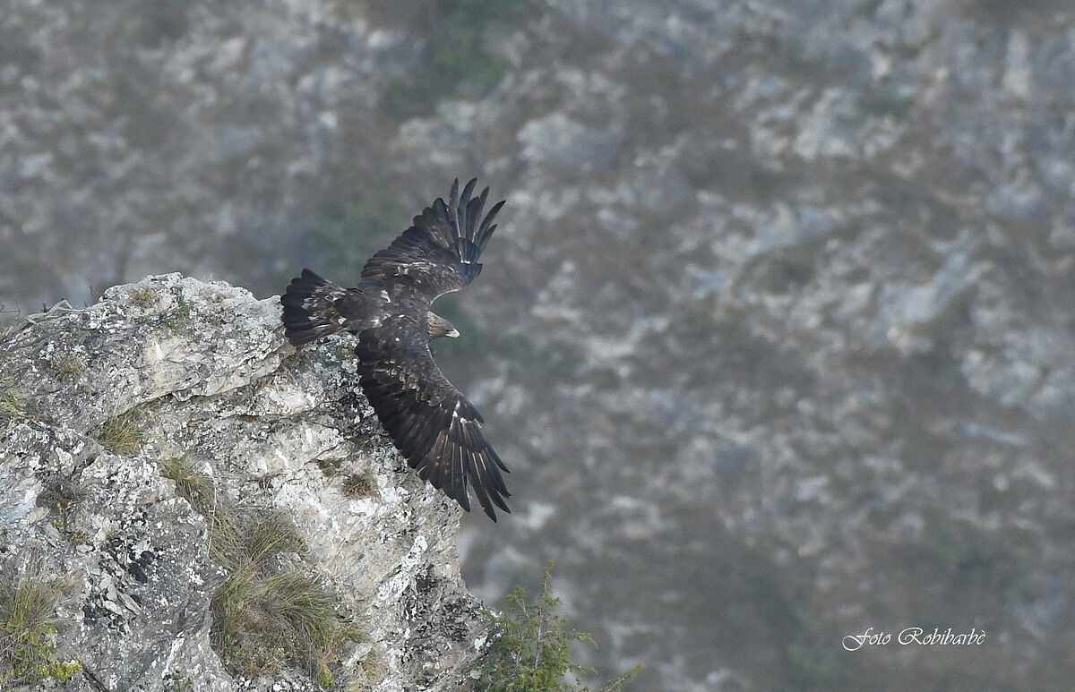 La...Reale...in partenza...