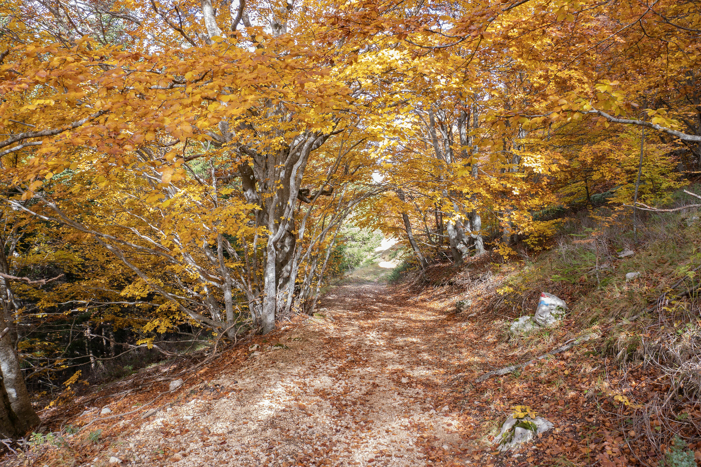 Colori d'autunno a Vallestrina