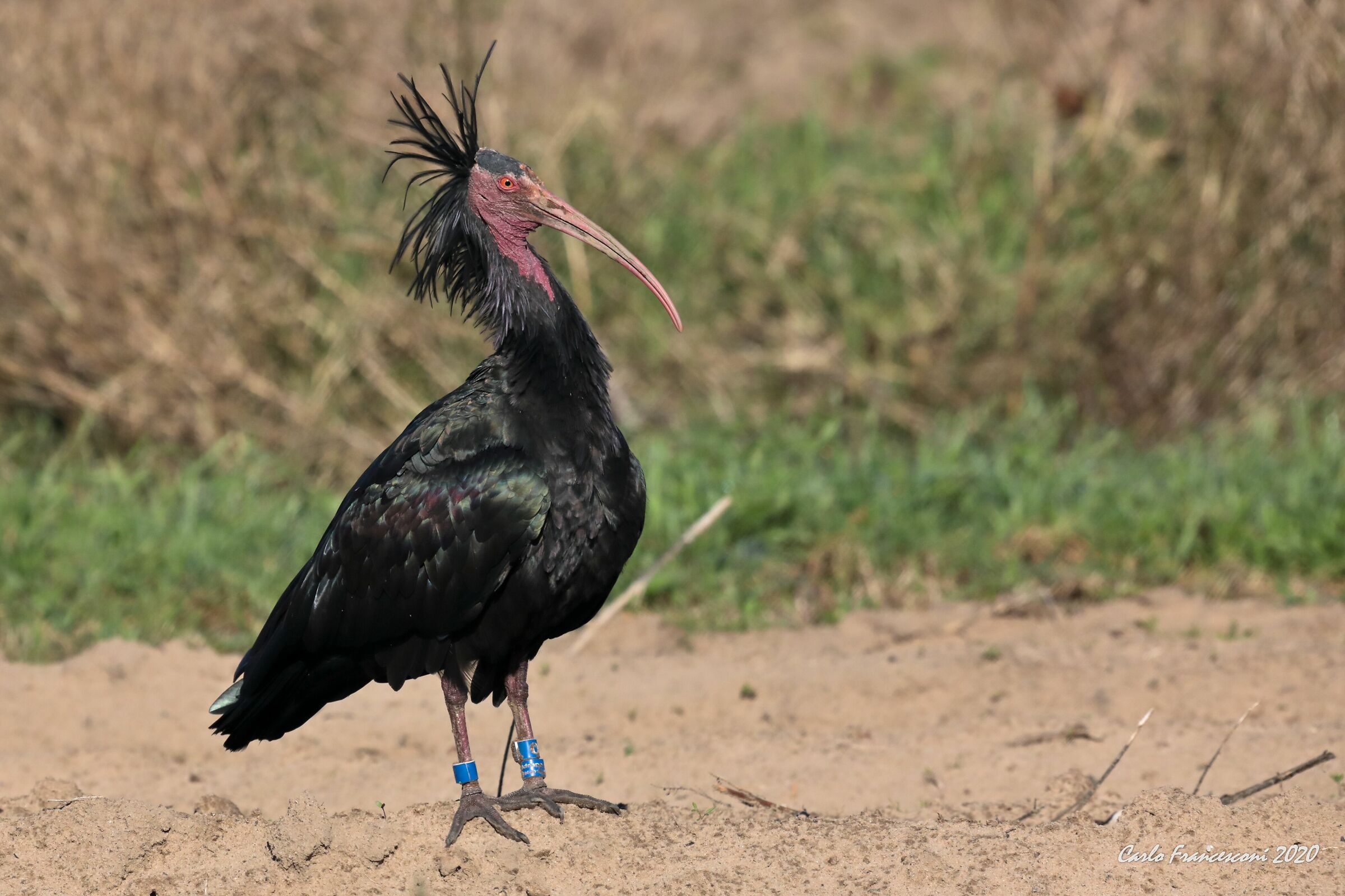 Ibis Eremita