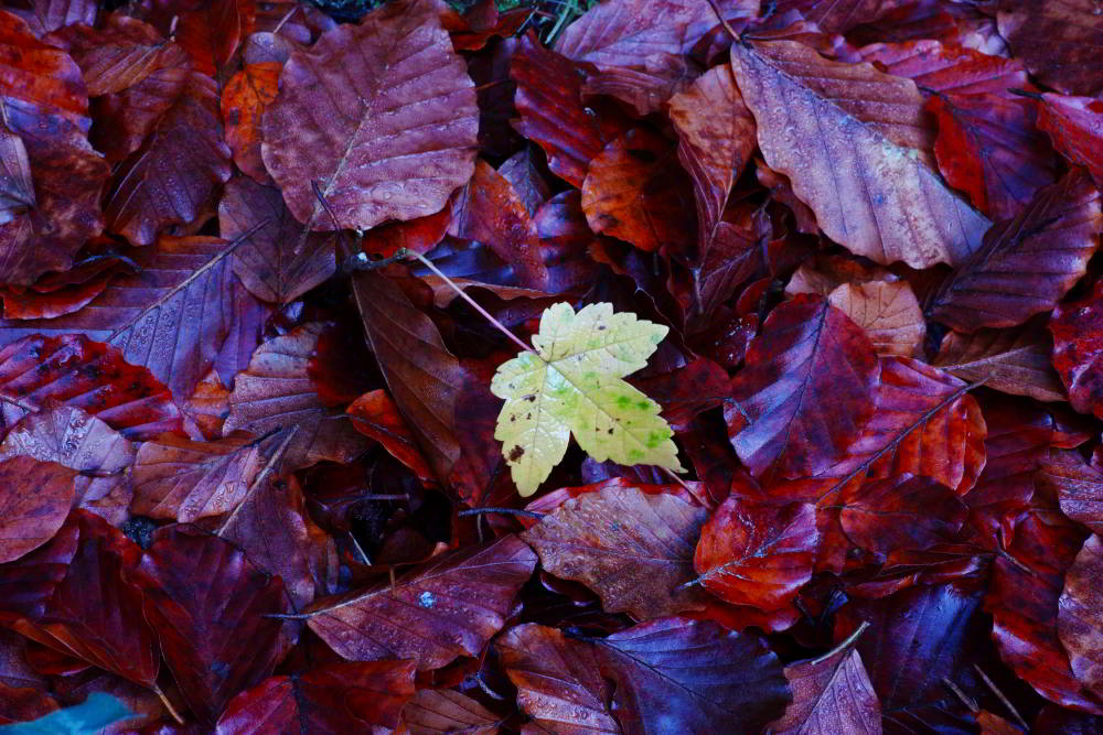 Tovel Valley (Tn) 28.10.20