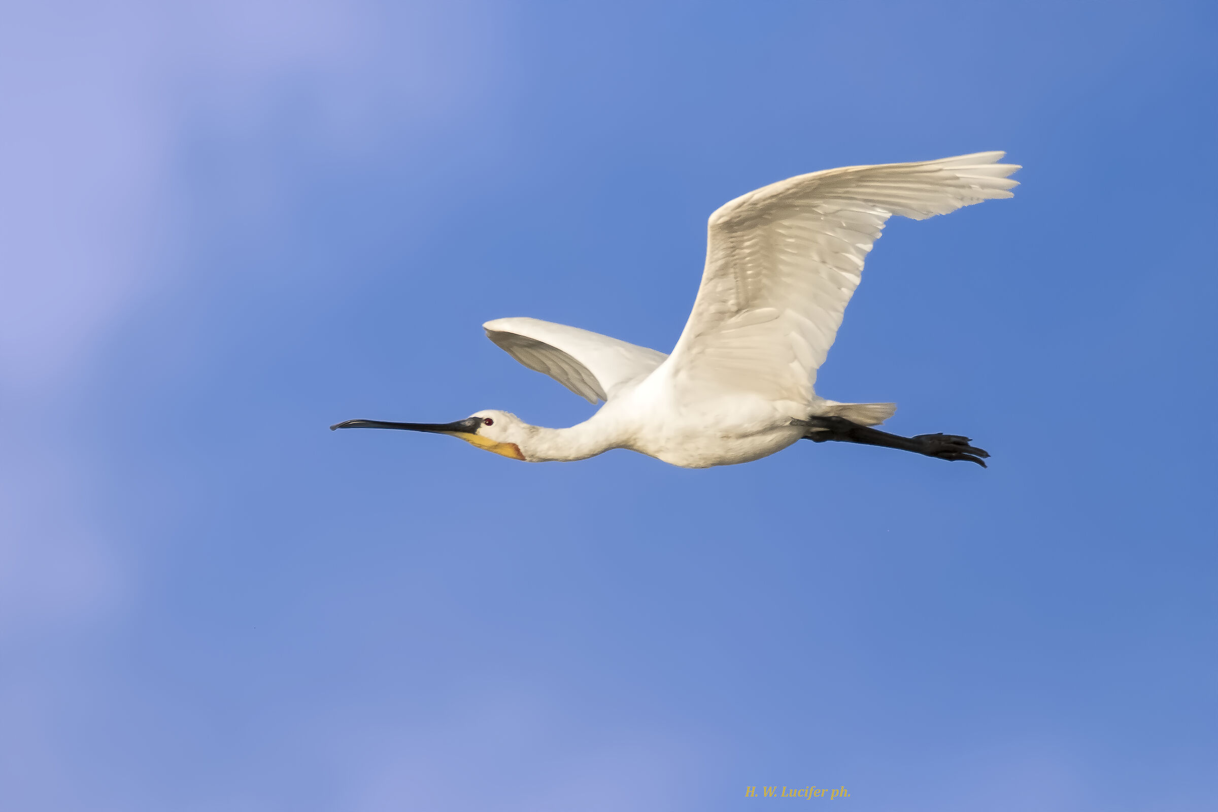 Spatula in morning flight