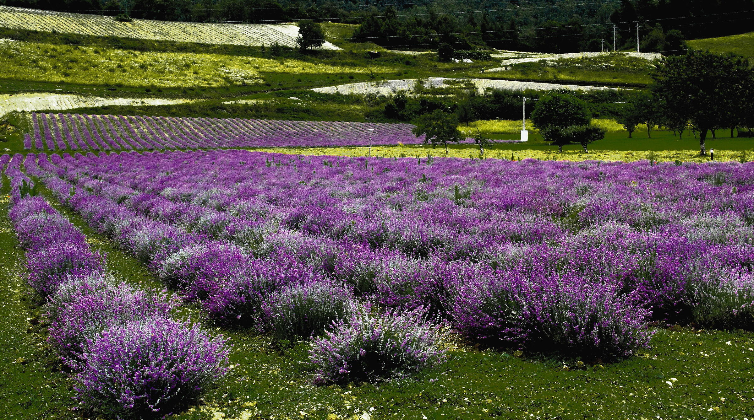 Lavanda (valli del cuneese)