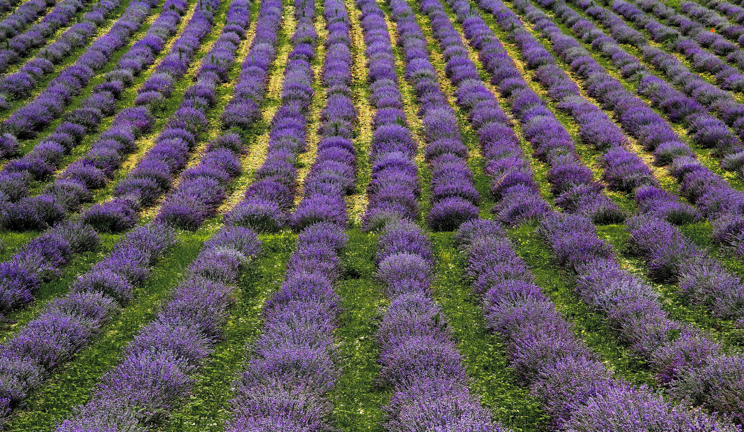 Lavanda (valli del cuneese)