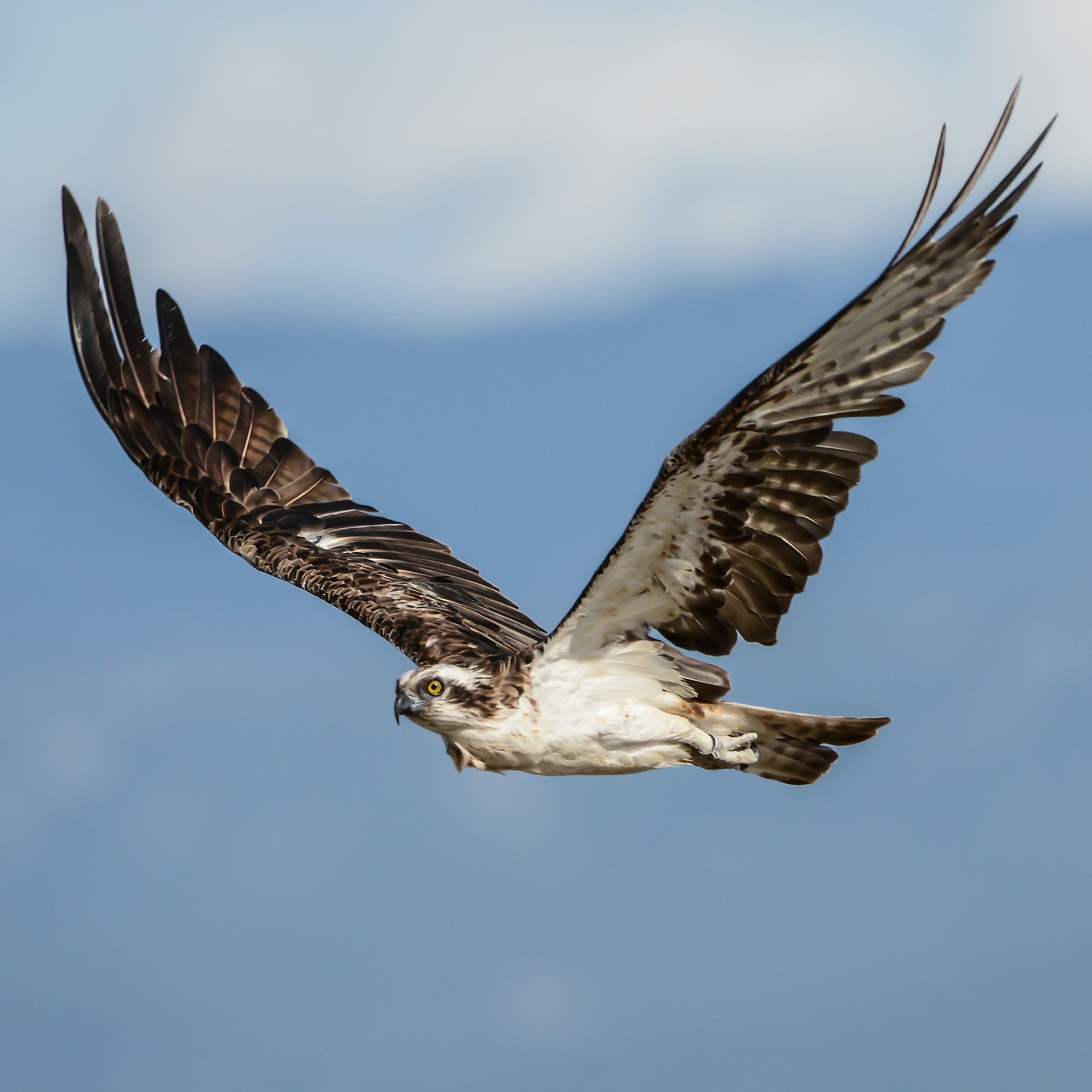 Osprey