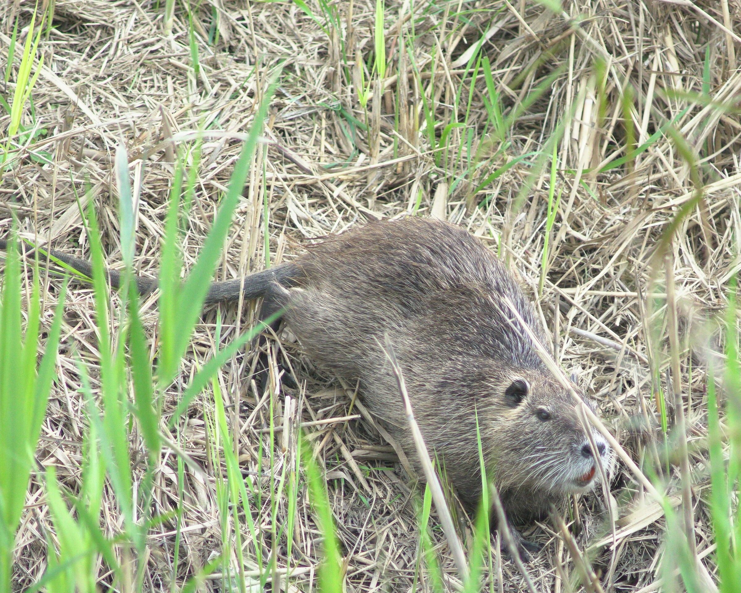 Nutria nell erba