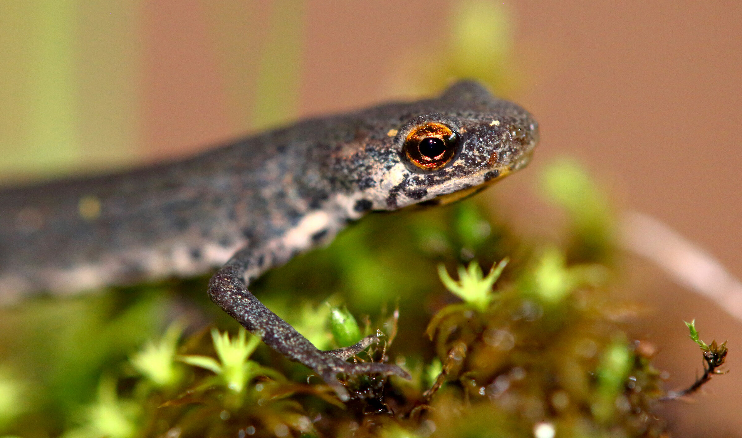 Italic's lissotriton