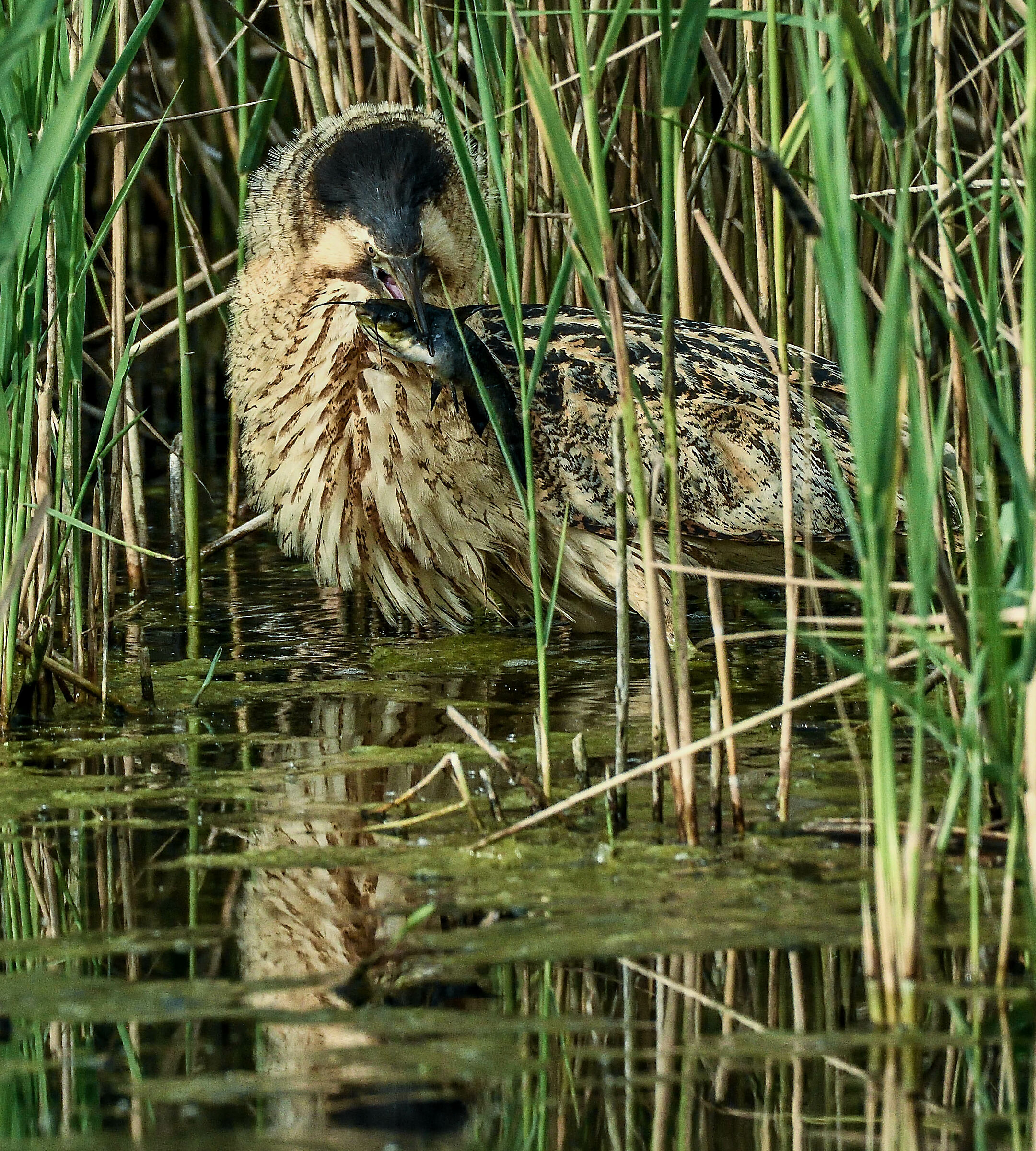 tarabuso con pescegatto