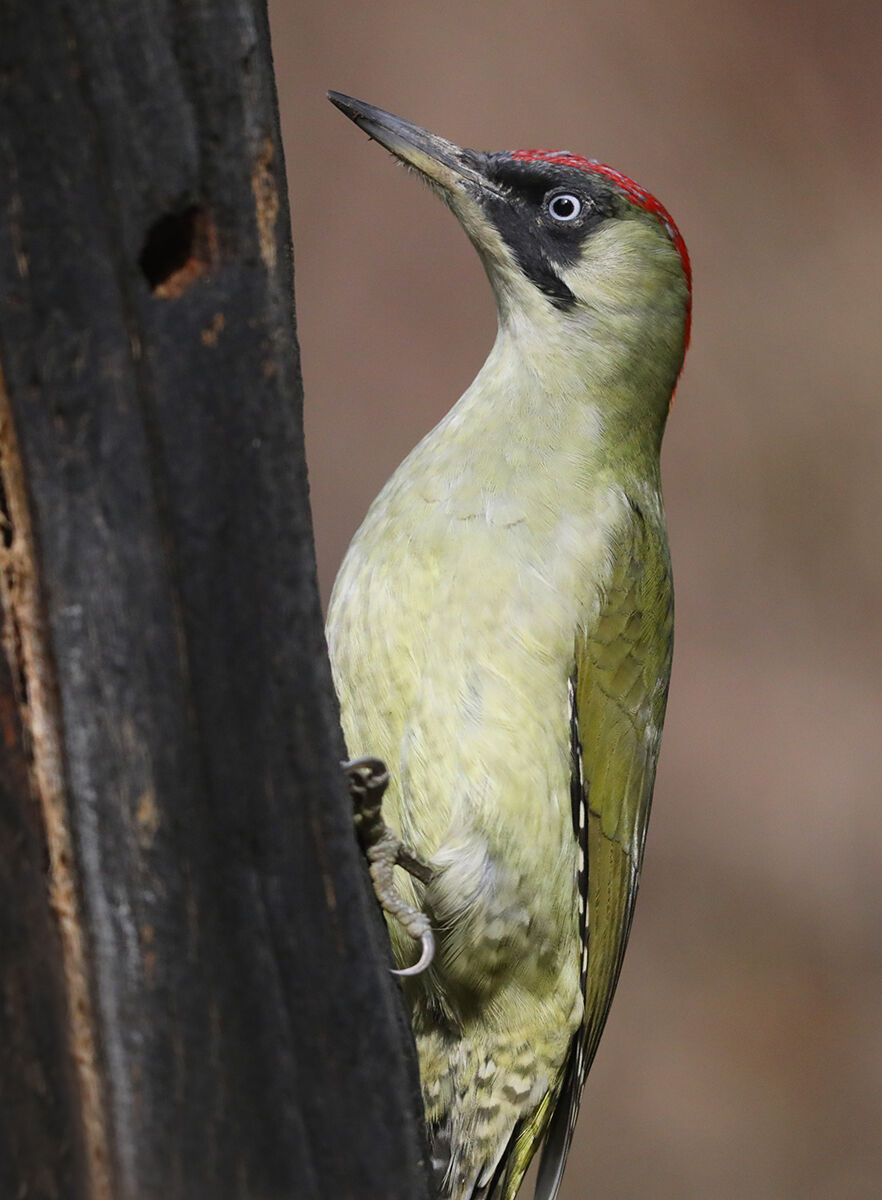 picchio verde femmina