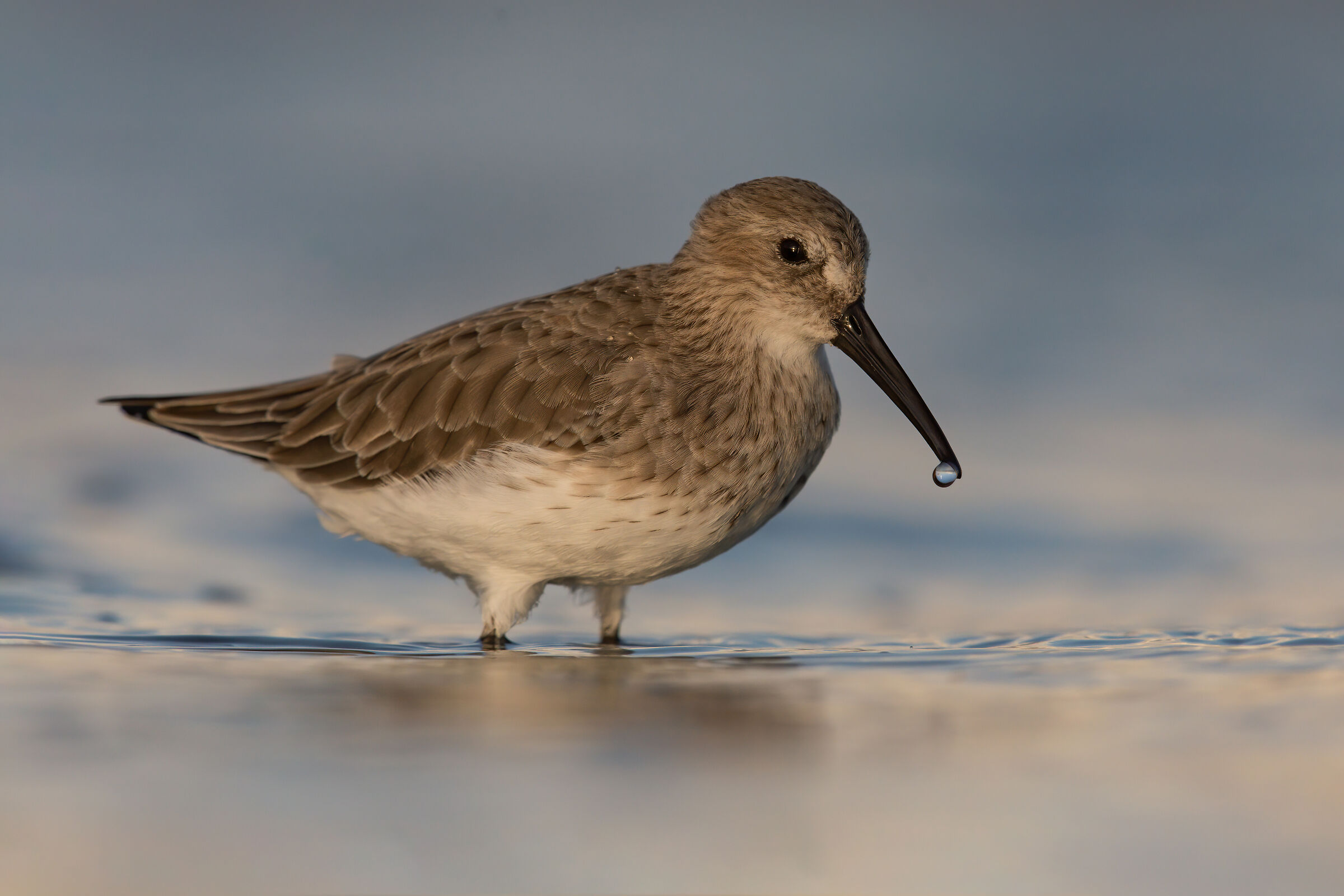 piovanello pancianera