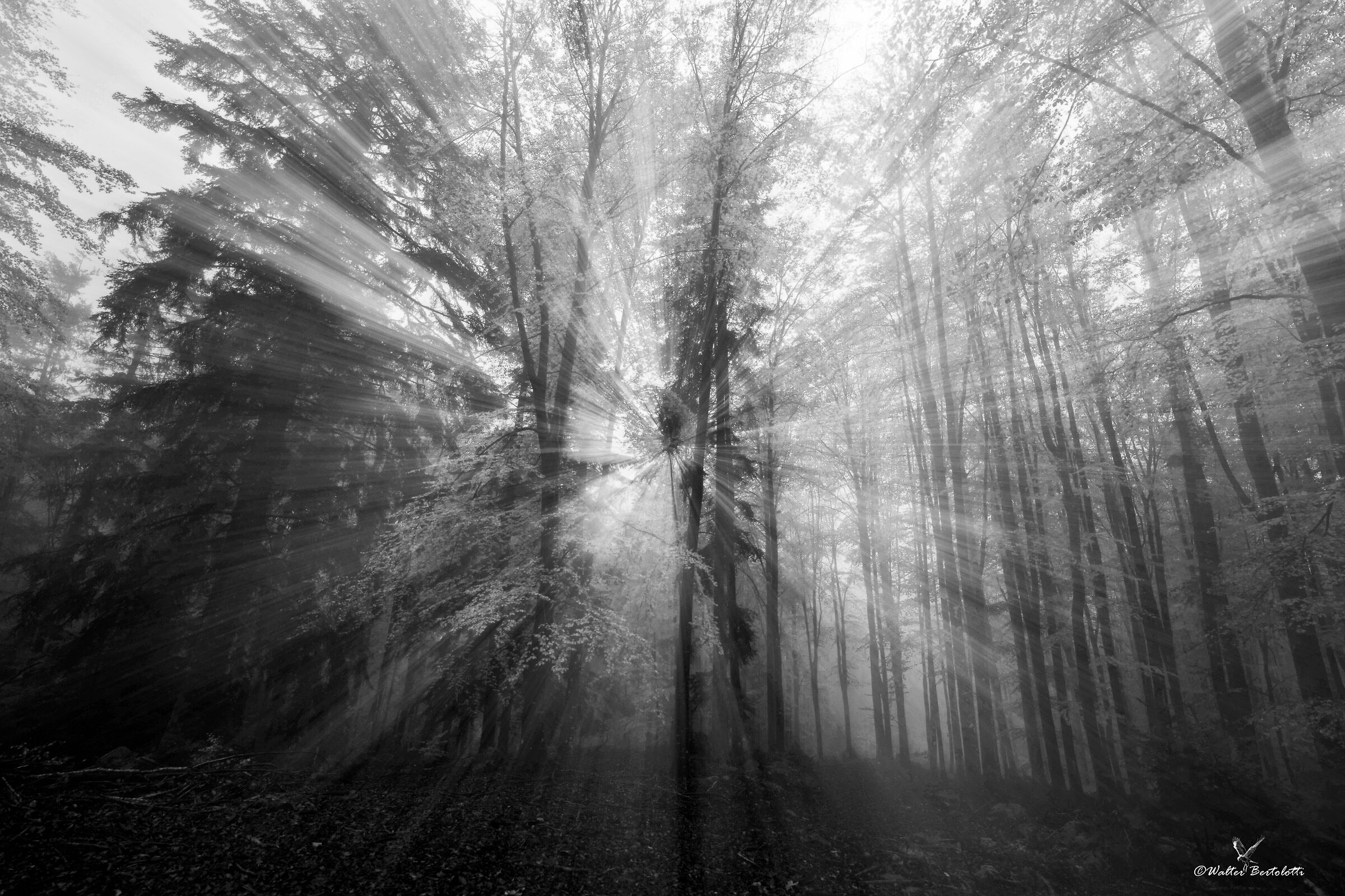 nel bosco degli incantesimi