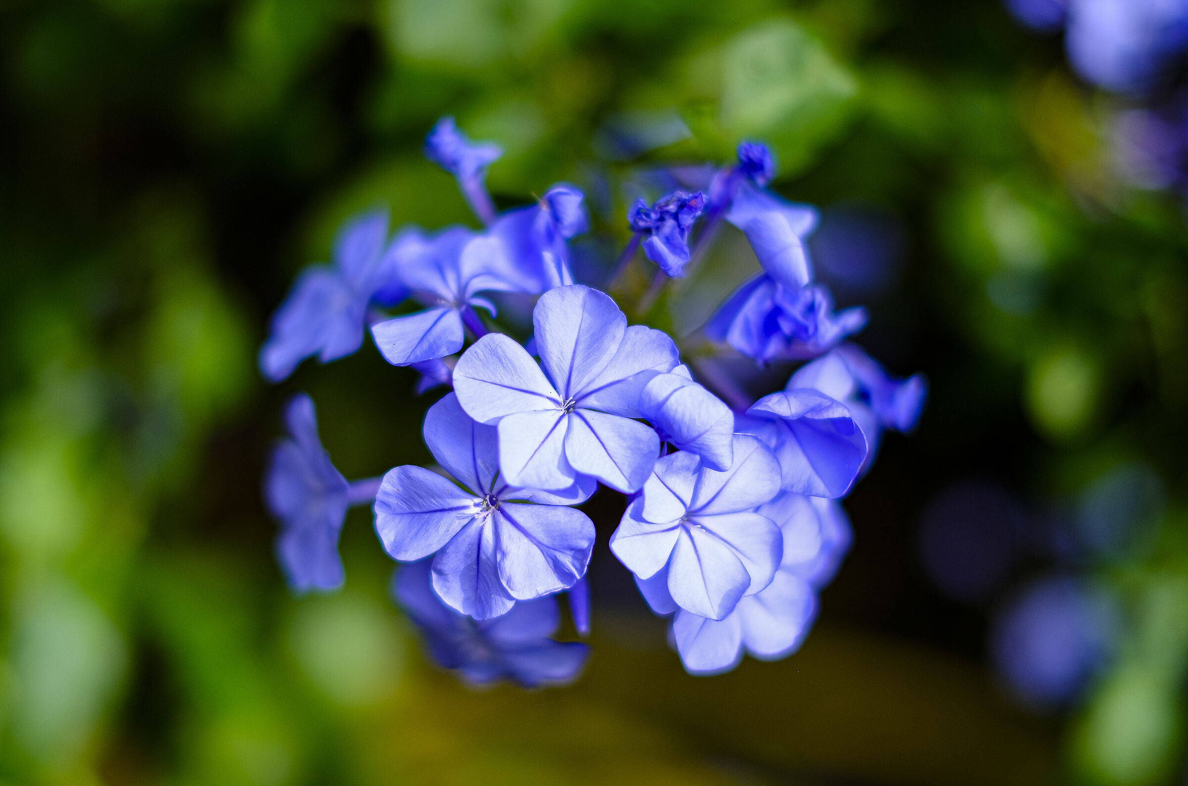 a flower from my garden